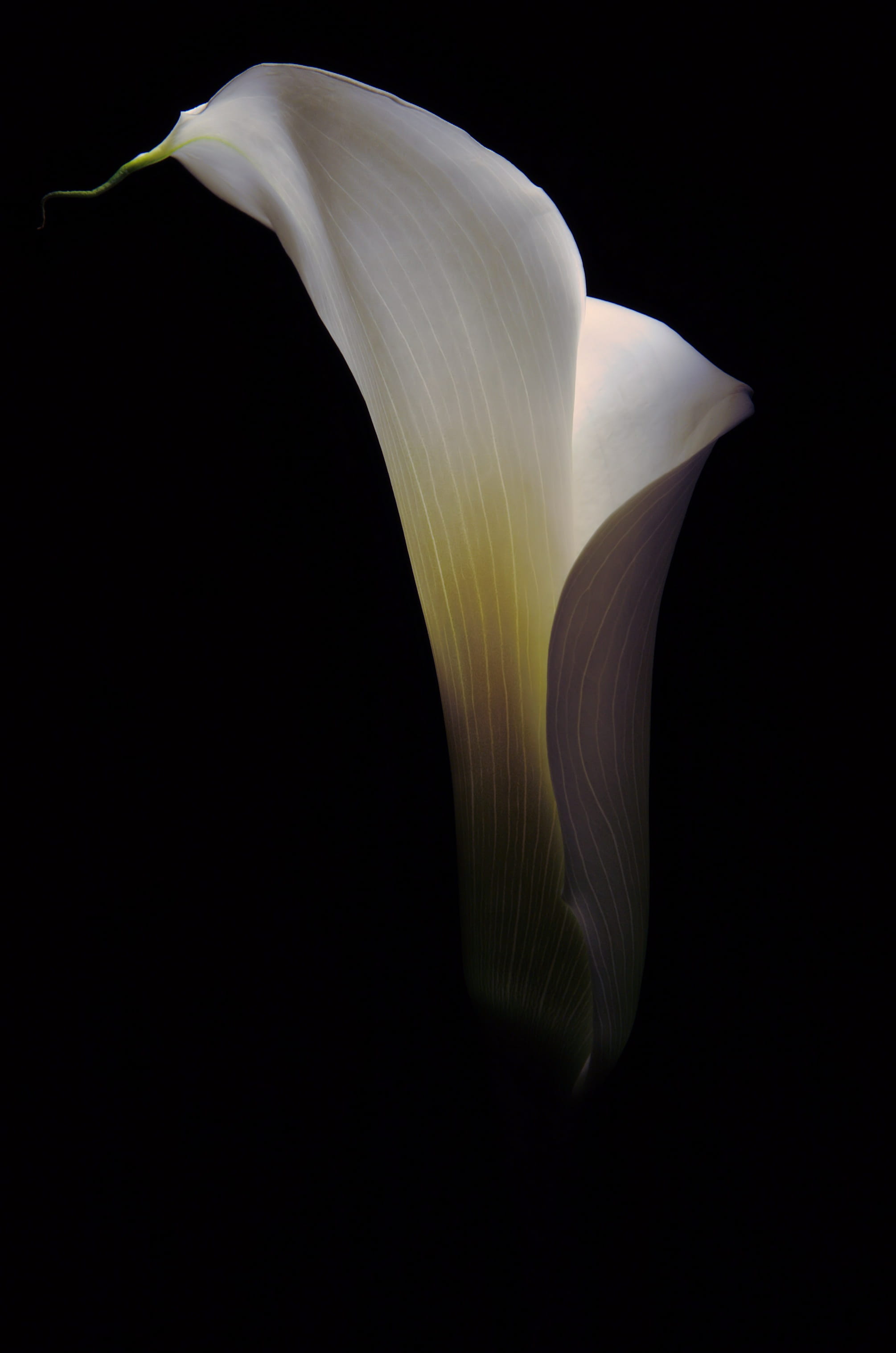 vulnerability, petal, botany, botanical, floral, lilly, indoors, studio shot, close-up, close, white, inflorescence, photo, beauty in nature, 2K, lily, Phone HD Wallpaper