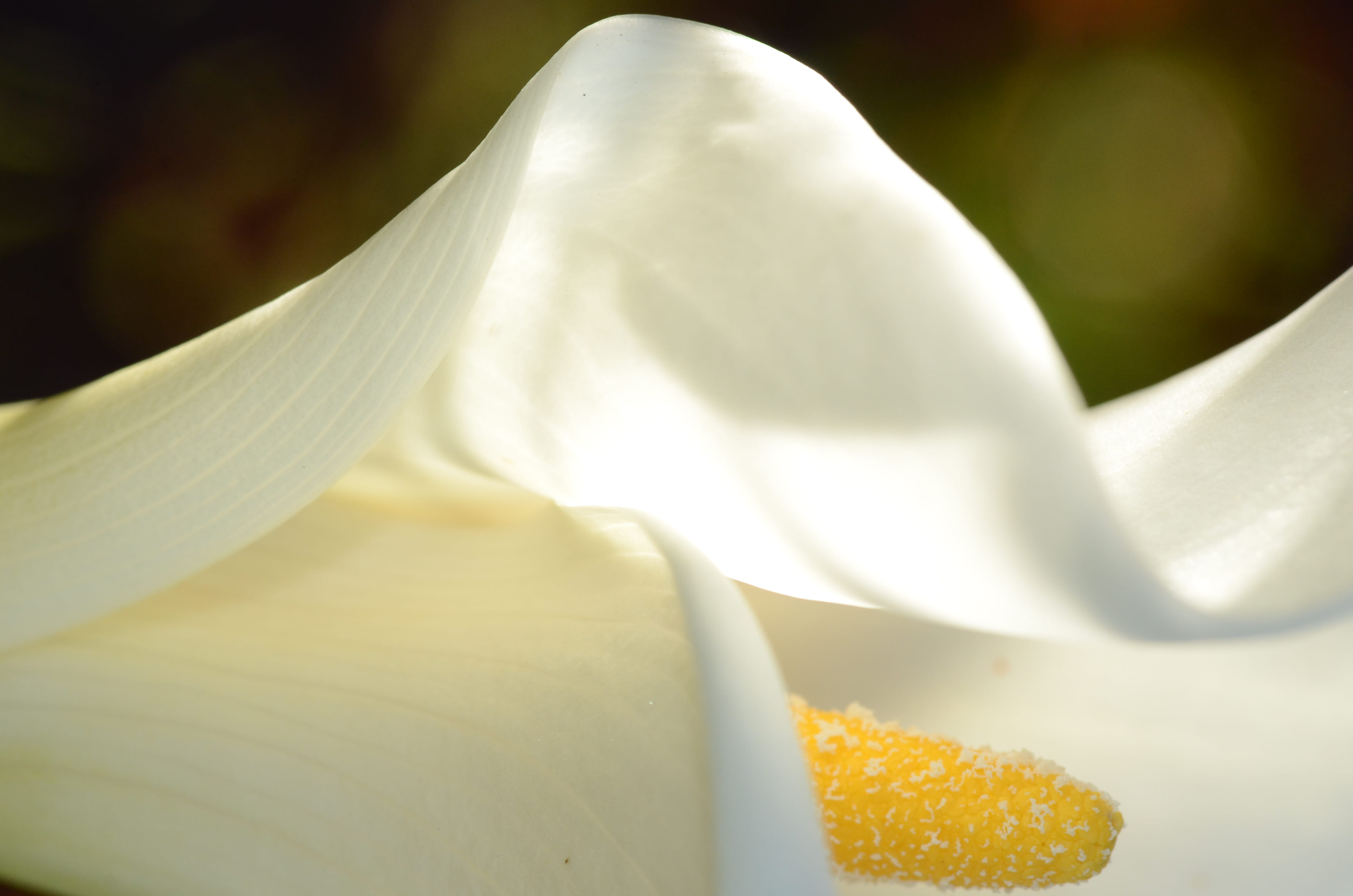 pollen, yellow, growth, vulnerability, fragility, stamen, closeup, inflorescence, flower head, no people, purity, freshness, calla lily, 4K, white, nature, HD Wallpaper