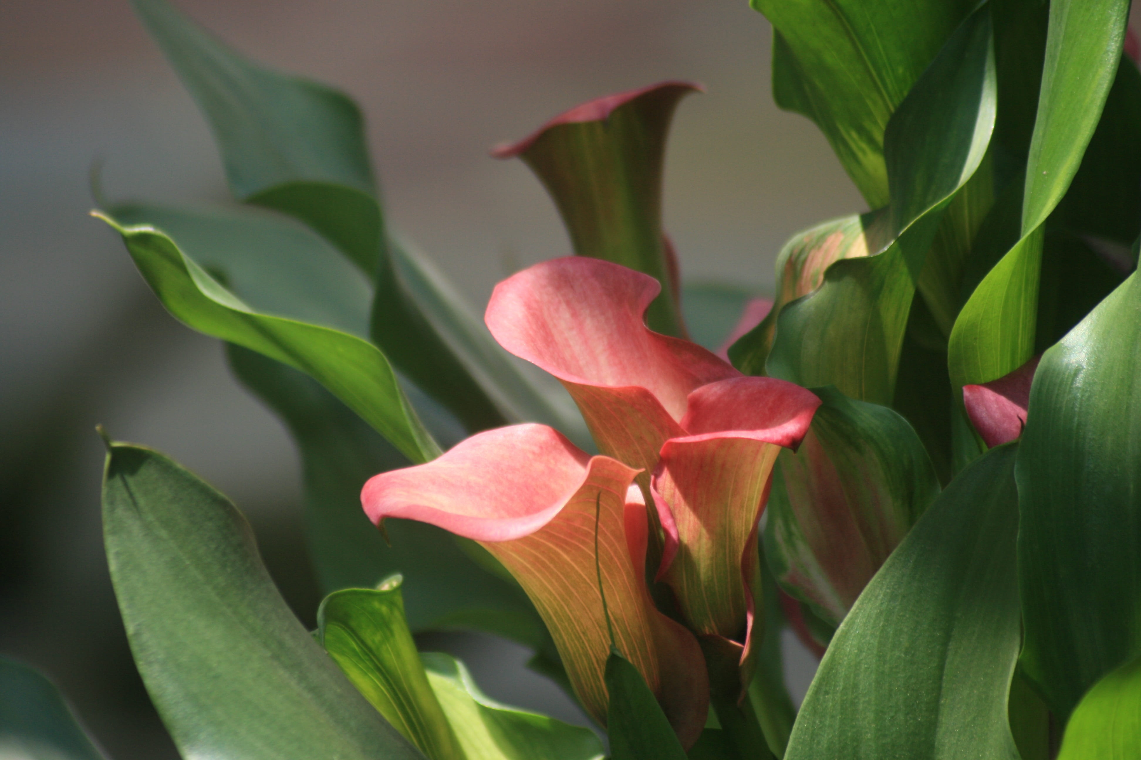 bright, floral, close-up, petal, growth, flowering plant, lilly, calla lily, flower, plant, botanical, springtime, fragility, 4K, day, bloom, natural, HD Wallpaper