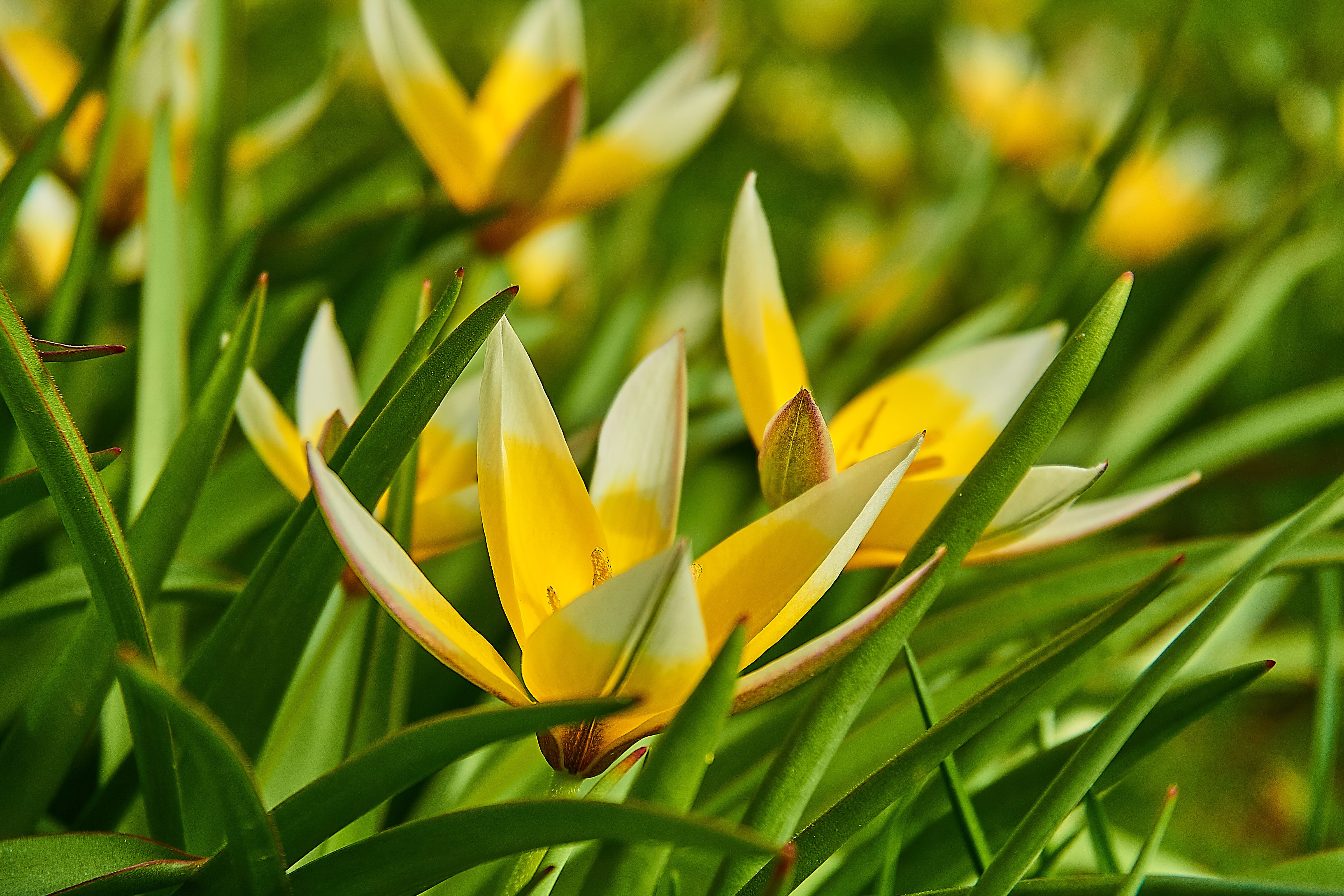 season, tarda tulip, no people, sunlight, vulnerability, tropical flower, white, star tulip, growth, spring, green color, unfold, rainforest, bright, garden, HD Wallpaper
