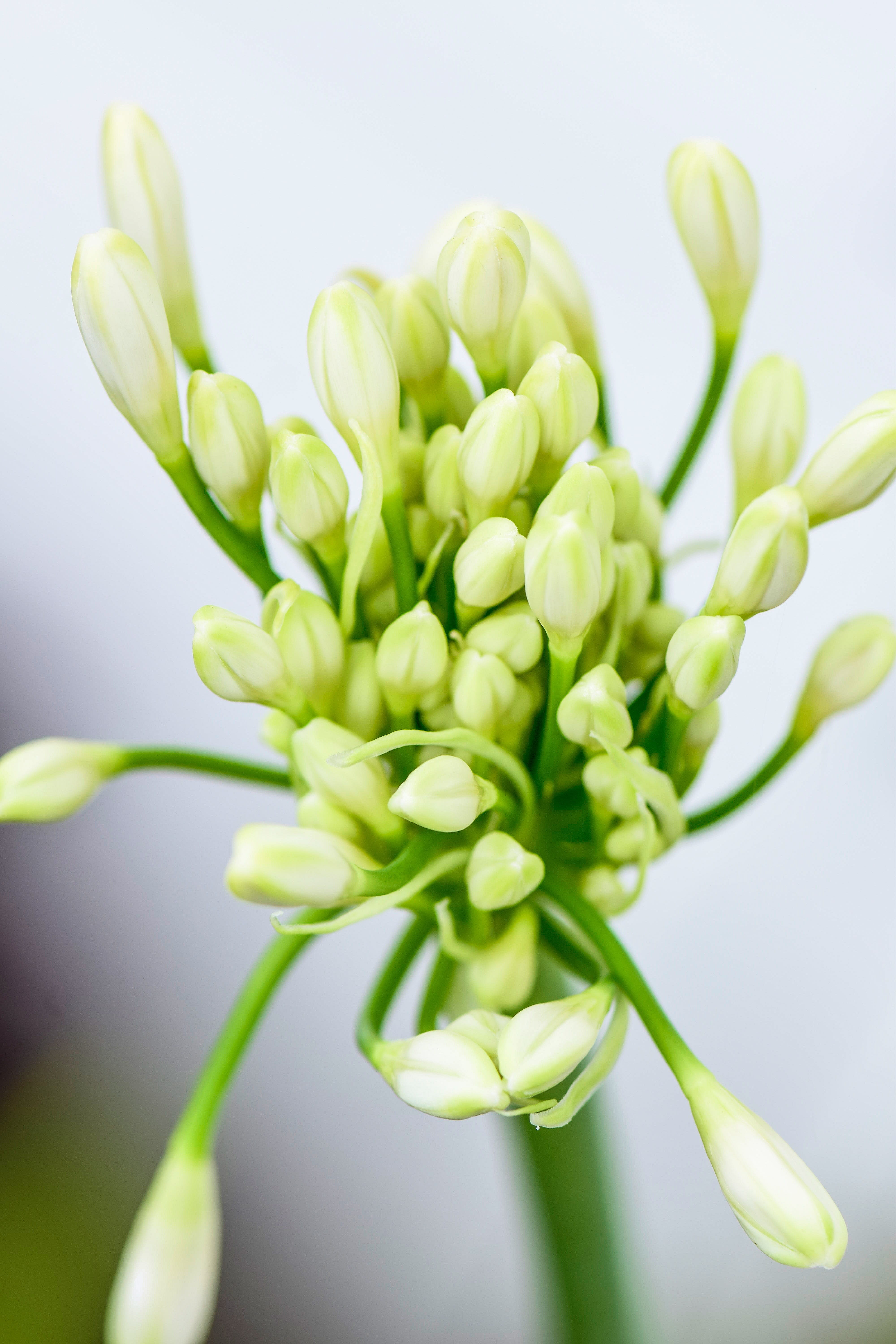 stamens, green color, nature, 5K, madeira, freshness, studio shot, selective focus, gardens, southafrica, flower, beauty in nature, plant, fragility, plant stem, Phone HD Wallpaper