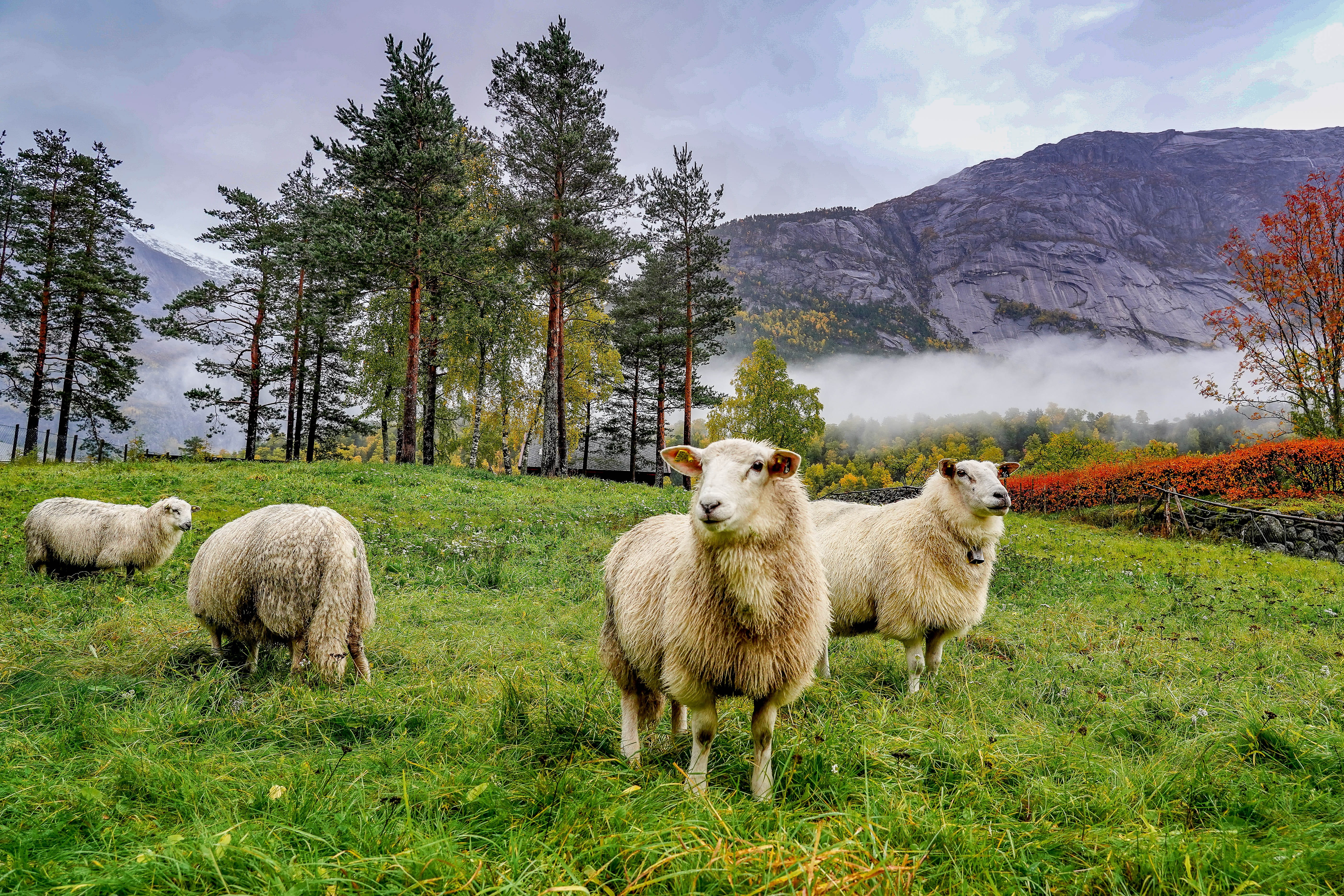 environment, vertebrate, landscape, animal, domestic animals, animal world, group of animals, animal themes, forest, herbivorous, norway, green, green color, HD Wallpaper