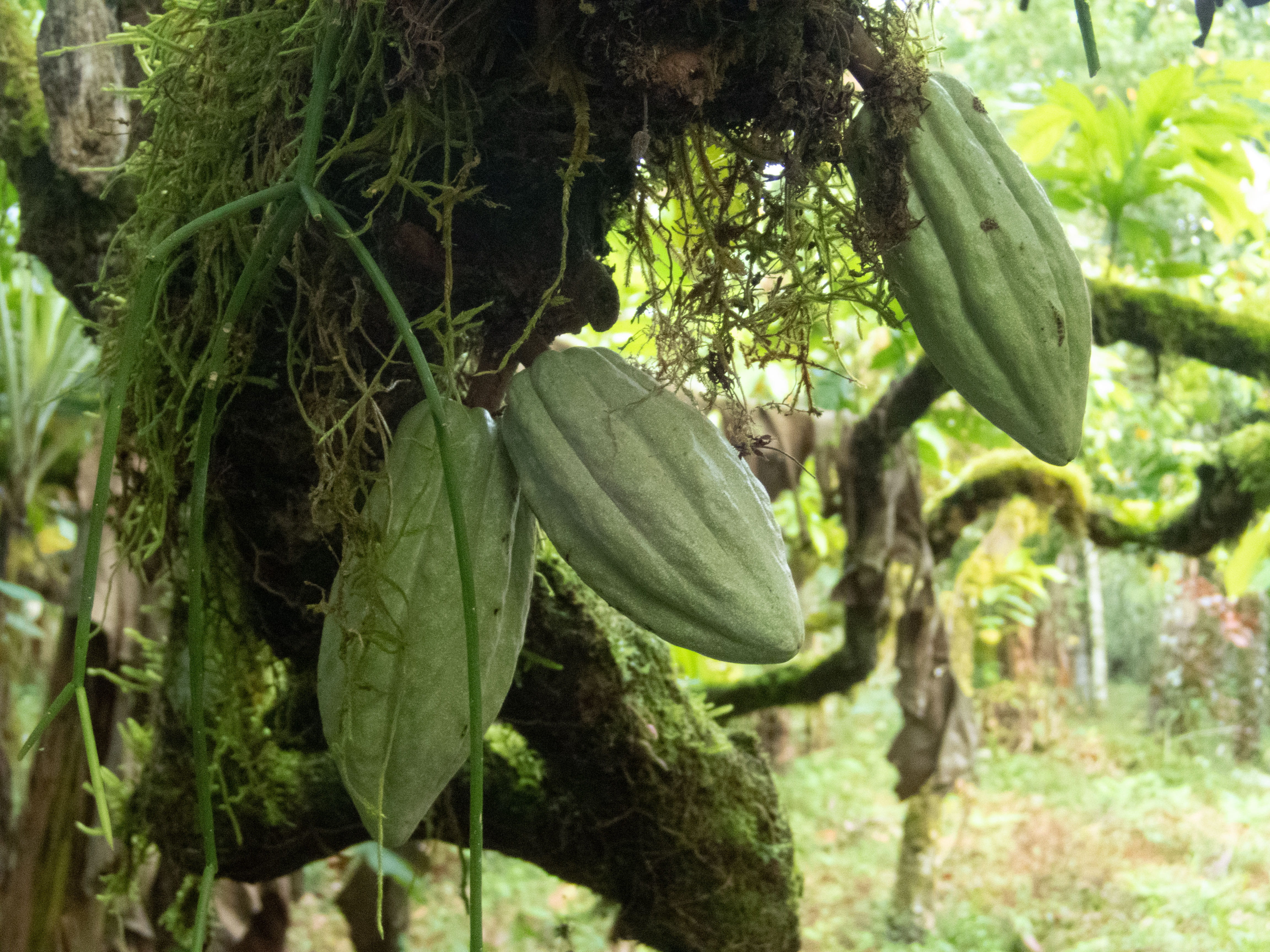 green color, costa rica, cacao, focus on foreground, growth, mazorca, cacao pod, no people, hanging, beauty in nature, cocoa, chocolate, green, day, food and drink, HD Wallpaper