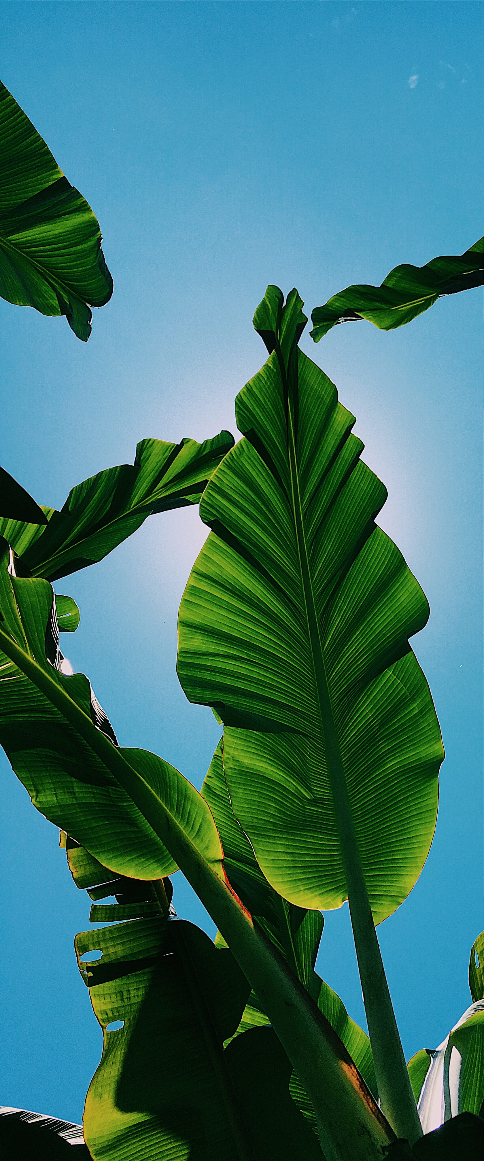 plant, pottery, ecuador, tobacco, banana tree, potted plant, tranquility, handrail, freshness, 4K, jar, leaf, outdoors, sky, fern, spring, beauty in nature, Phone HD Wallpaper