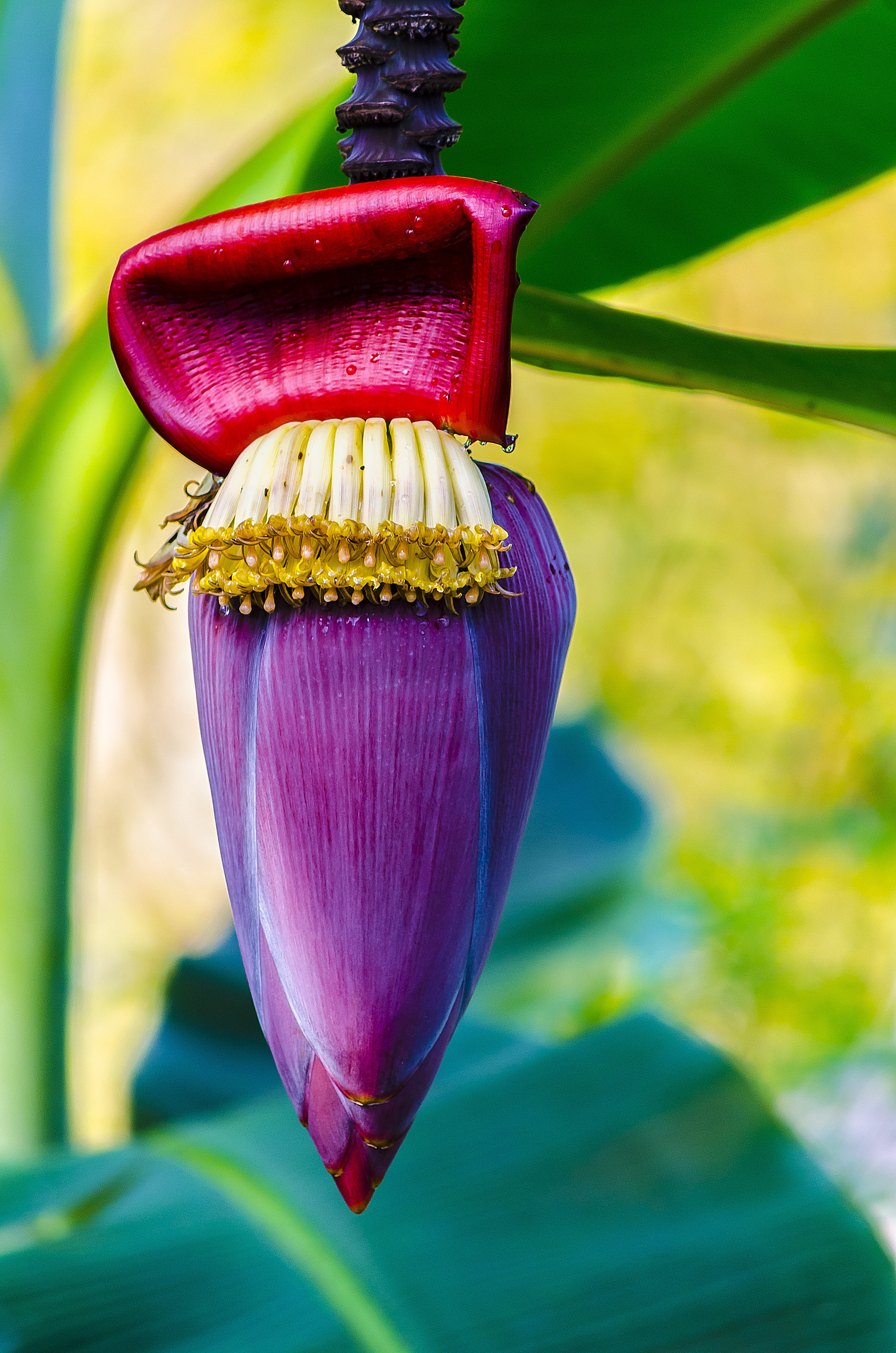 outdoors, banana, focus on foreground, day, green Color, food and drink, flowering plant, nerivill1, flower, Banana, banana tree flower, growth, no people, Phone HD Wallpaper