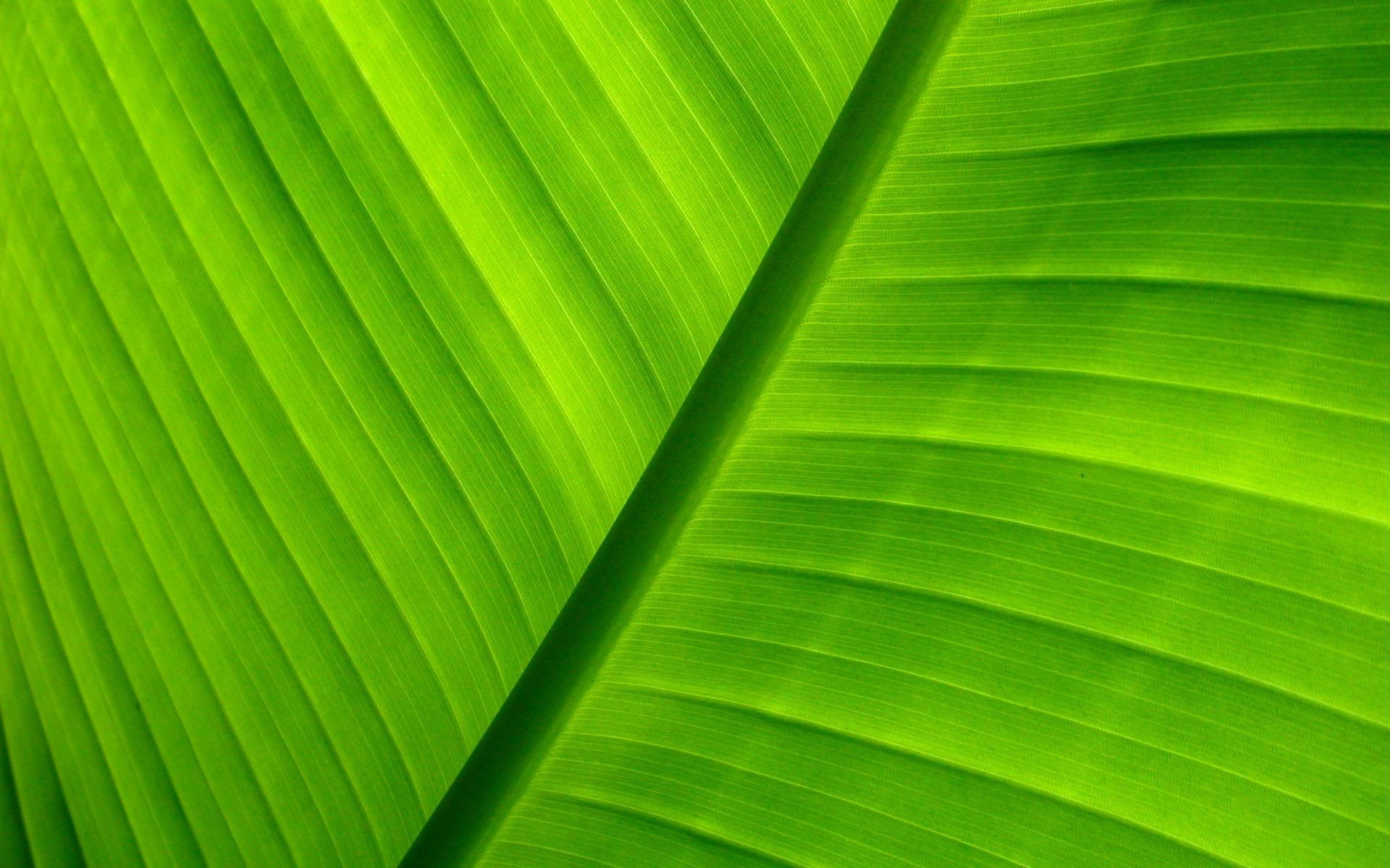 Leaf, Earth, no people, rainforest, 1080P, palm tree, backgrounds, Close Up, palm leaf, tropical tree, nature, leaf vein, green color, pattern, Close-Up, HD Wallpaper