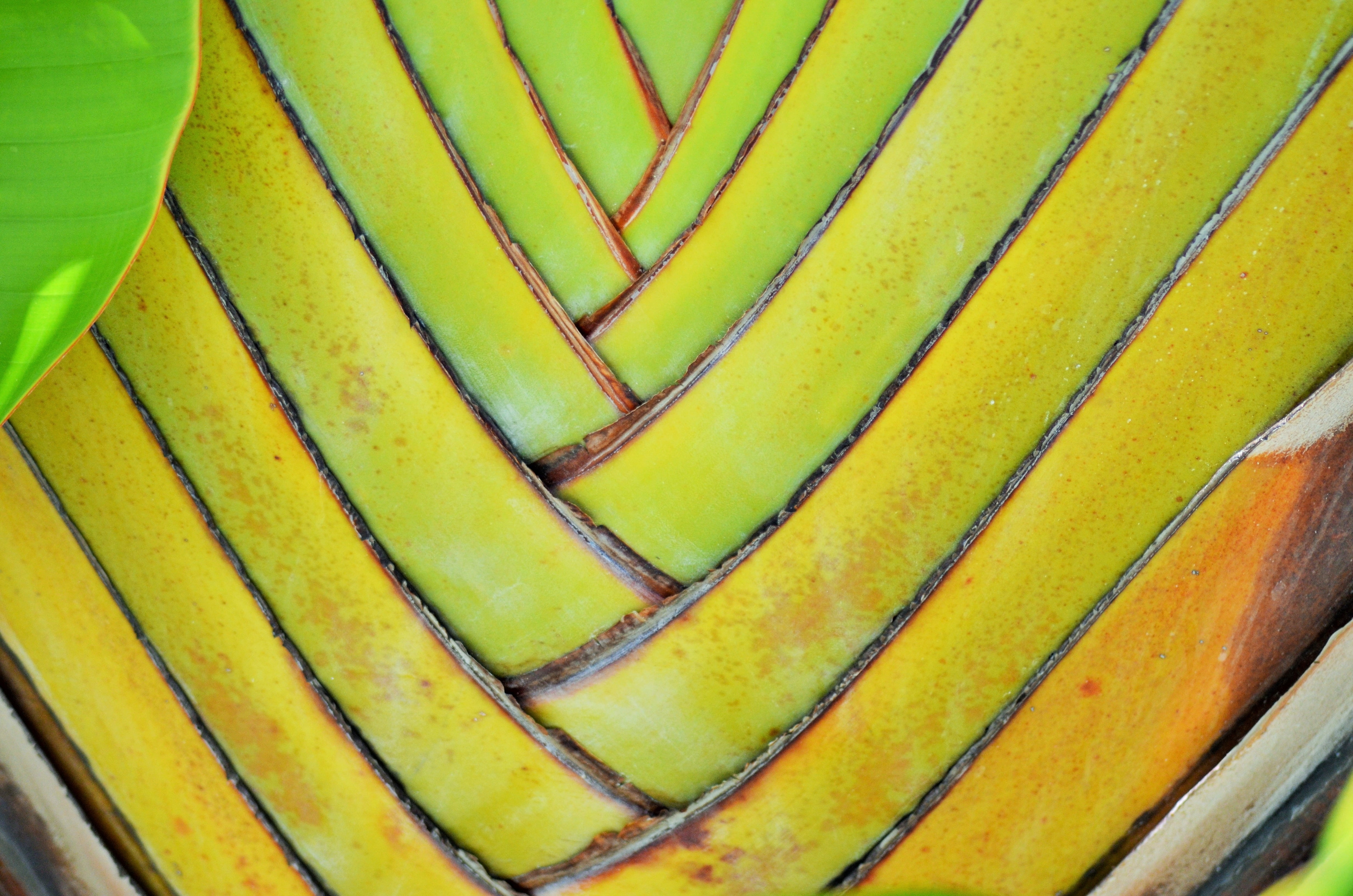 in a row, caribbean, food and drink, nature, outdoors, west indies, garden, banana flowers, backgrounds, branches, green, plant, fruit, tree, plants, yellow, HD Wallpaper