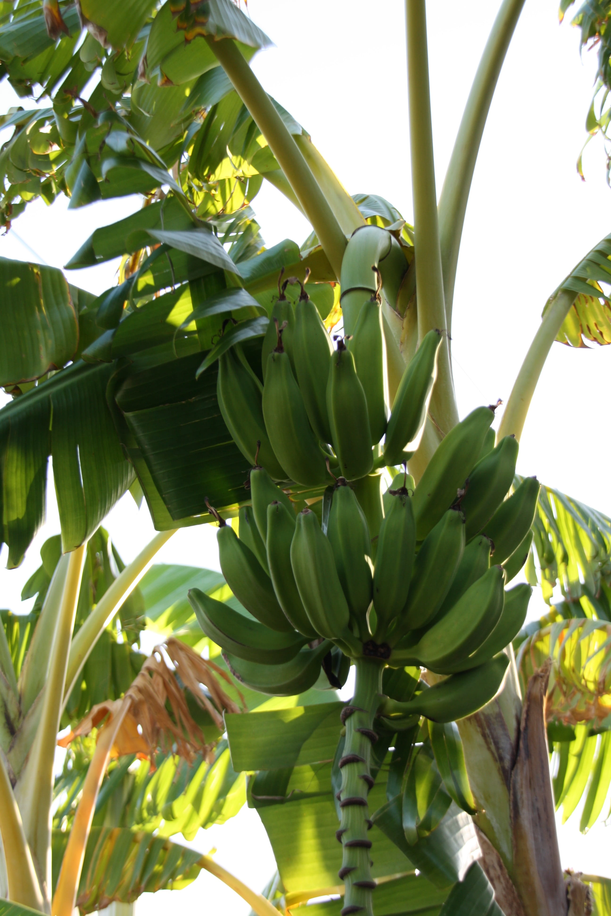 healthy eating, low angle view, green color, freshness, beauty in nature, day, no people, food and drink, plant part, exotic fruit, leaves, 4K, plant, Phone HD Wallpaper