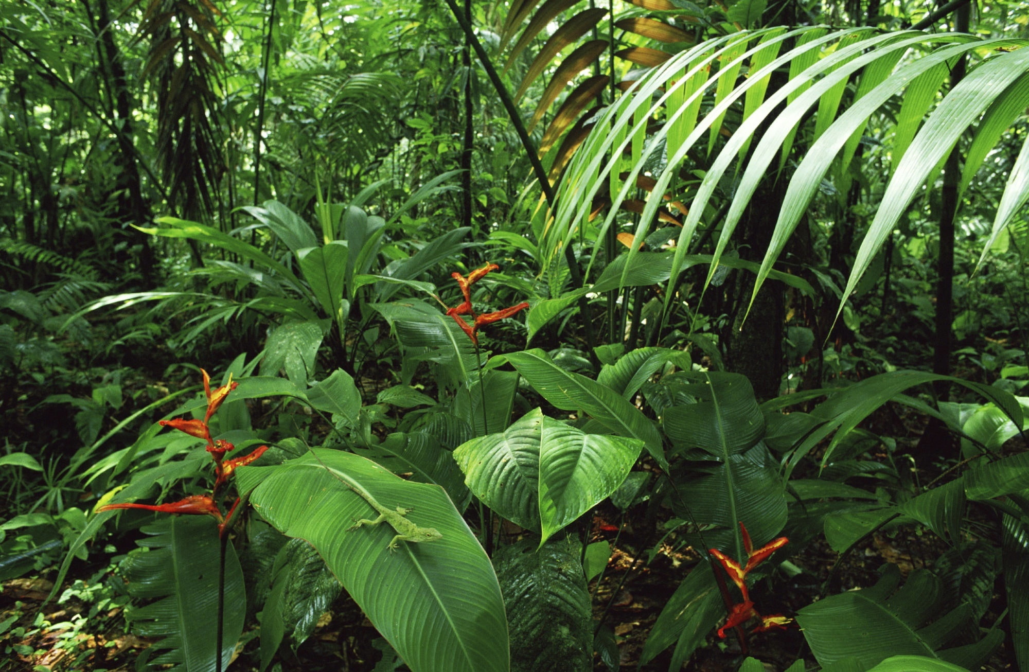 tranquility, forest, field, Costa, Heliconia, With, tree, Forests, green color, plant part, lush foliage, 1080P, no people, Palms, Anole, freshness, Green, HD Wallpaper