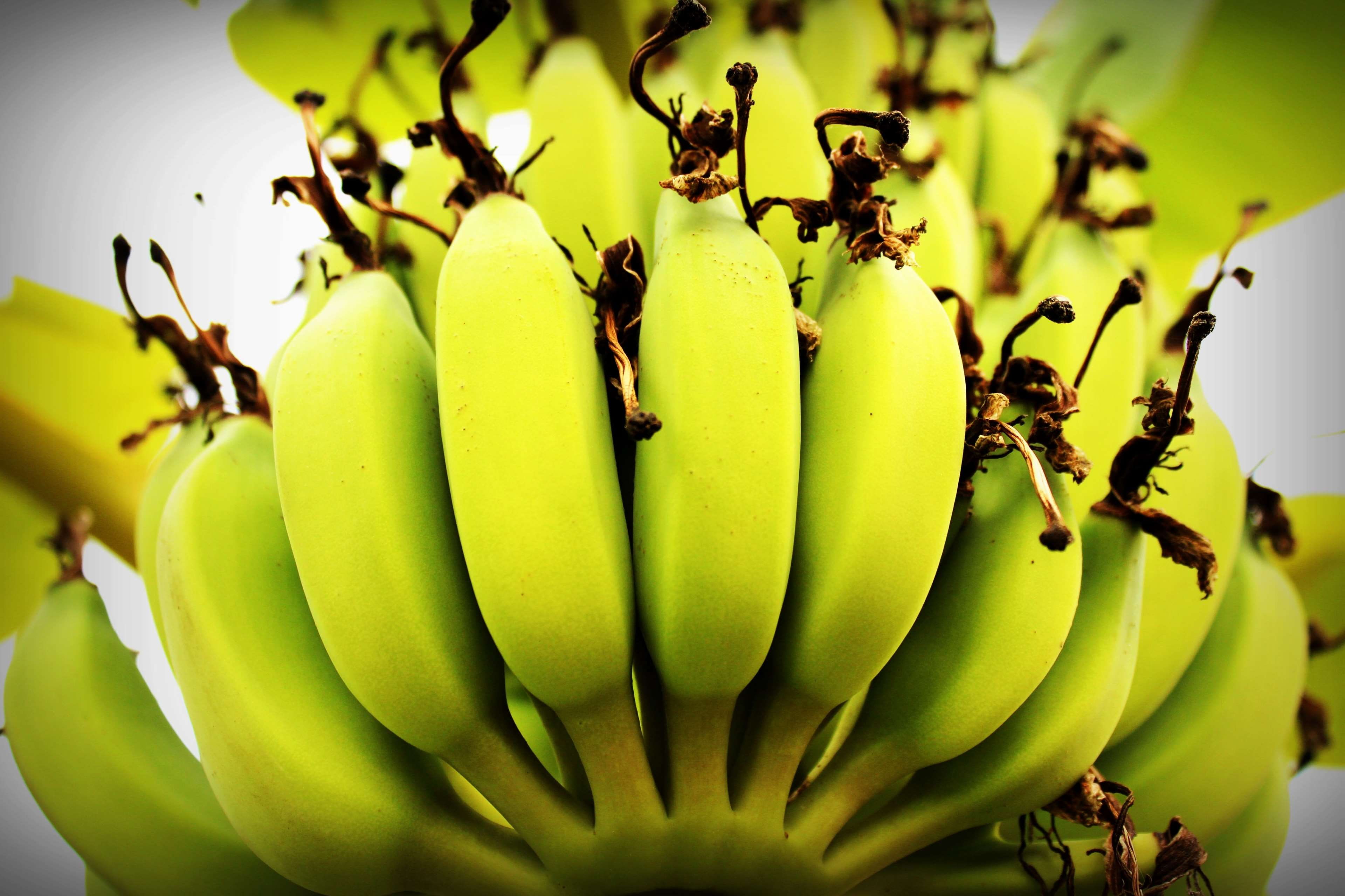 nature, flesh, organic, beauty in nature, closeup, macro, sna, plant, ripe, botany, appetizing, lunch, health, produce, diet, tree, yellow, fresh, food, HD Wallpaper