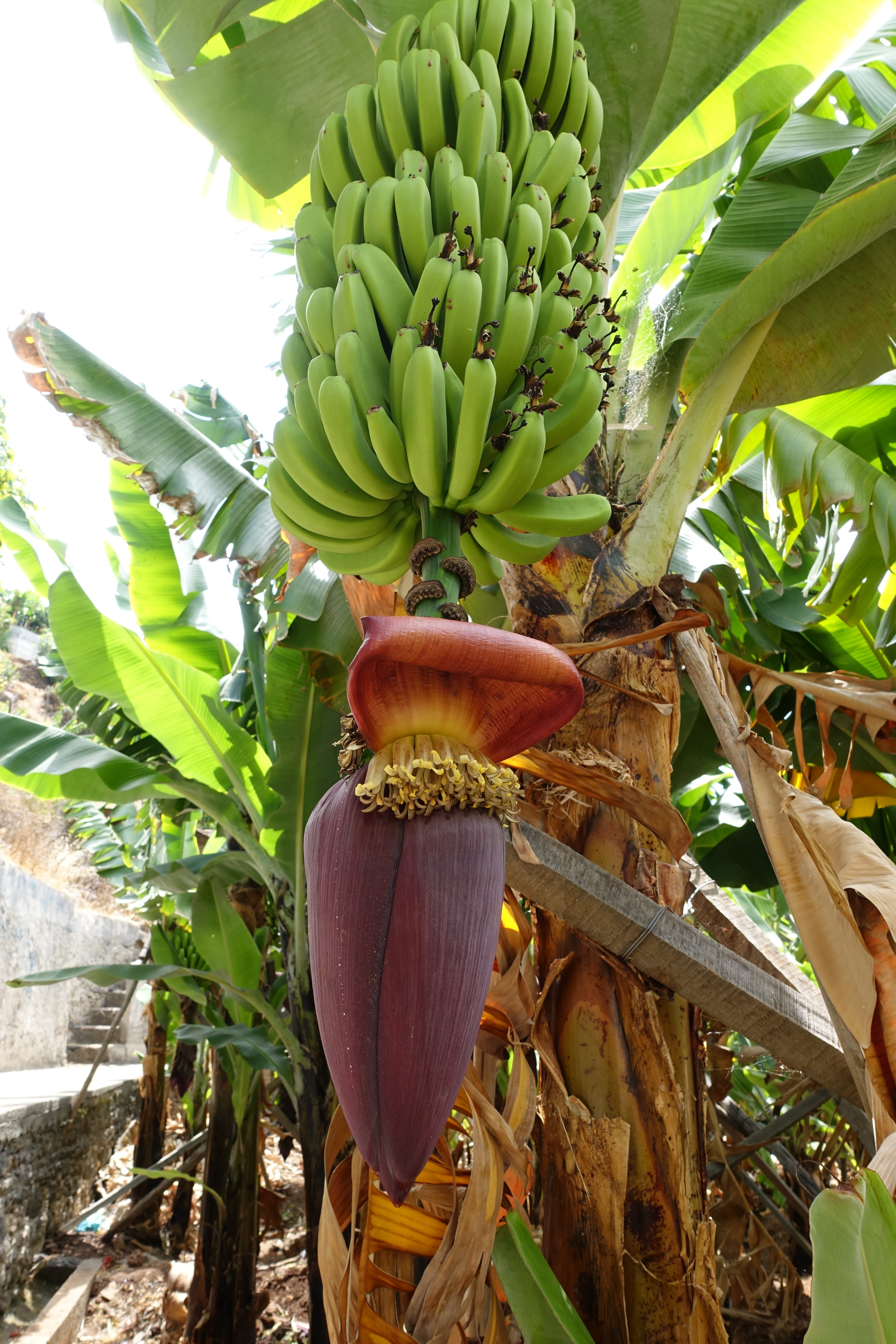 healthy eating, no people, plant part, bunch, food, tree, wellbeing, nature, food and drink, leaves, madeira, banana tree, day, leaf, freshness, agriculture, Phone HD Wallpaper