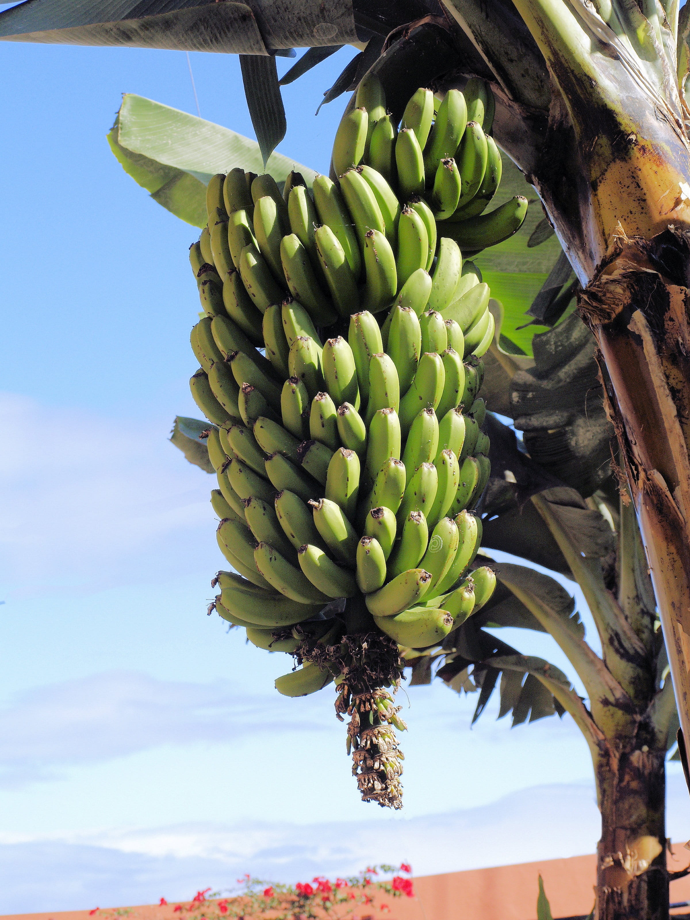 bananas, healthy eating, tropical, nutrition, low angle view, tropical fruit, 2K, wellbeing, day, close-up, outdoors, freshness, growth, hanging, ripe, Phone HD Wallpaper