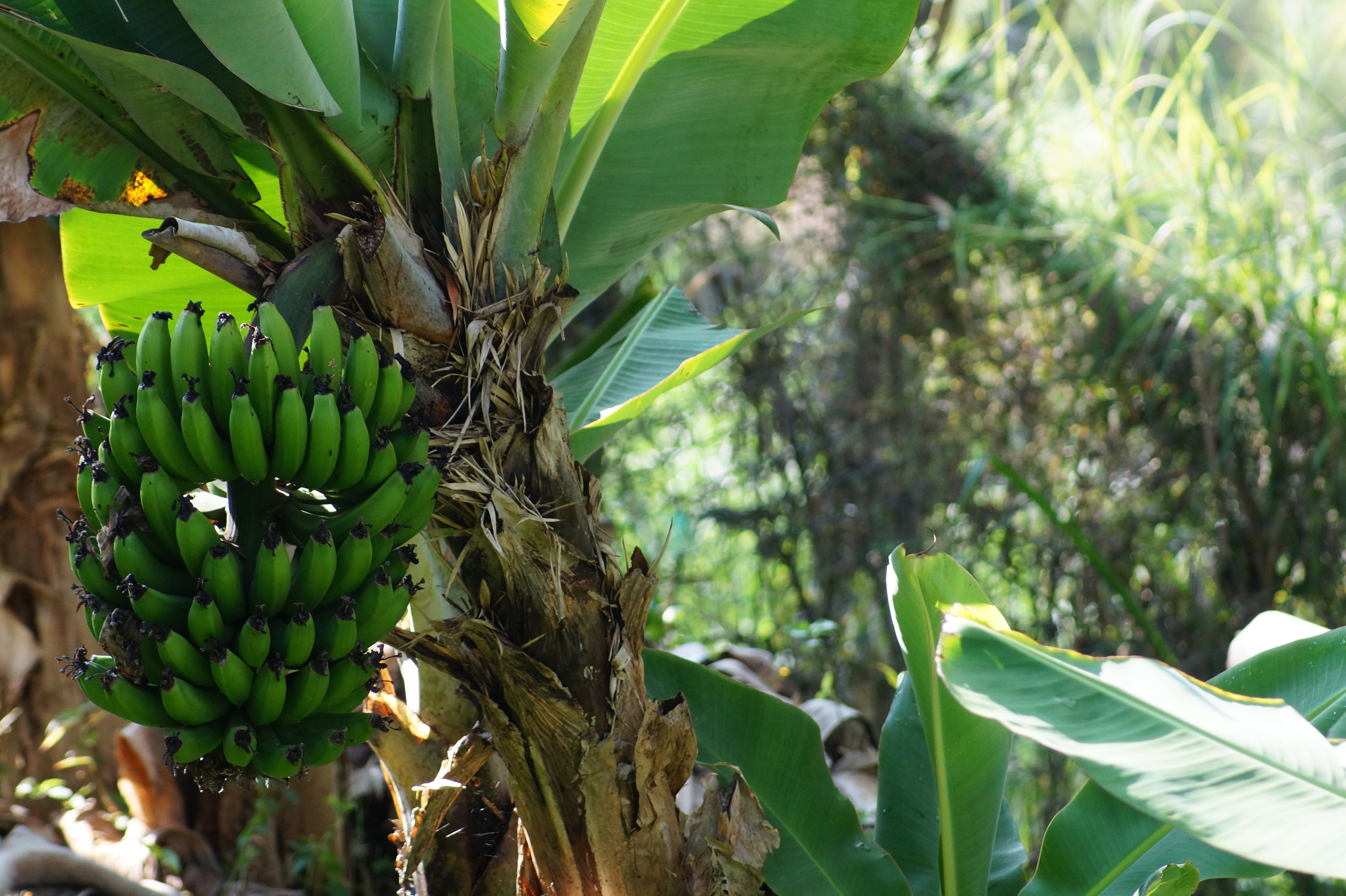 food, leaves, 5K, banana tree, close-up, ripe, plant part, tree platano, focus on foreground, growth, leaf, mata de platano, beauty in nature, food and drink, HD Wallpaper