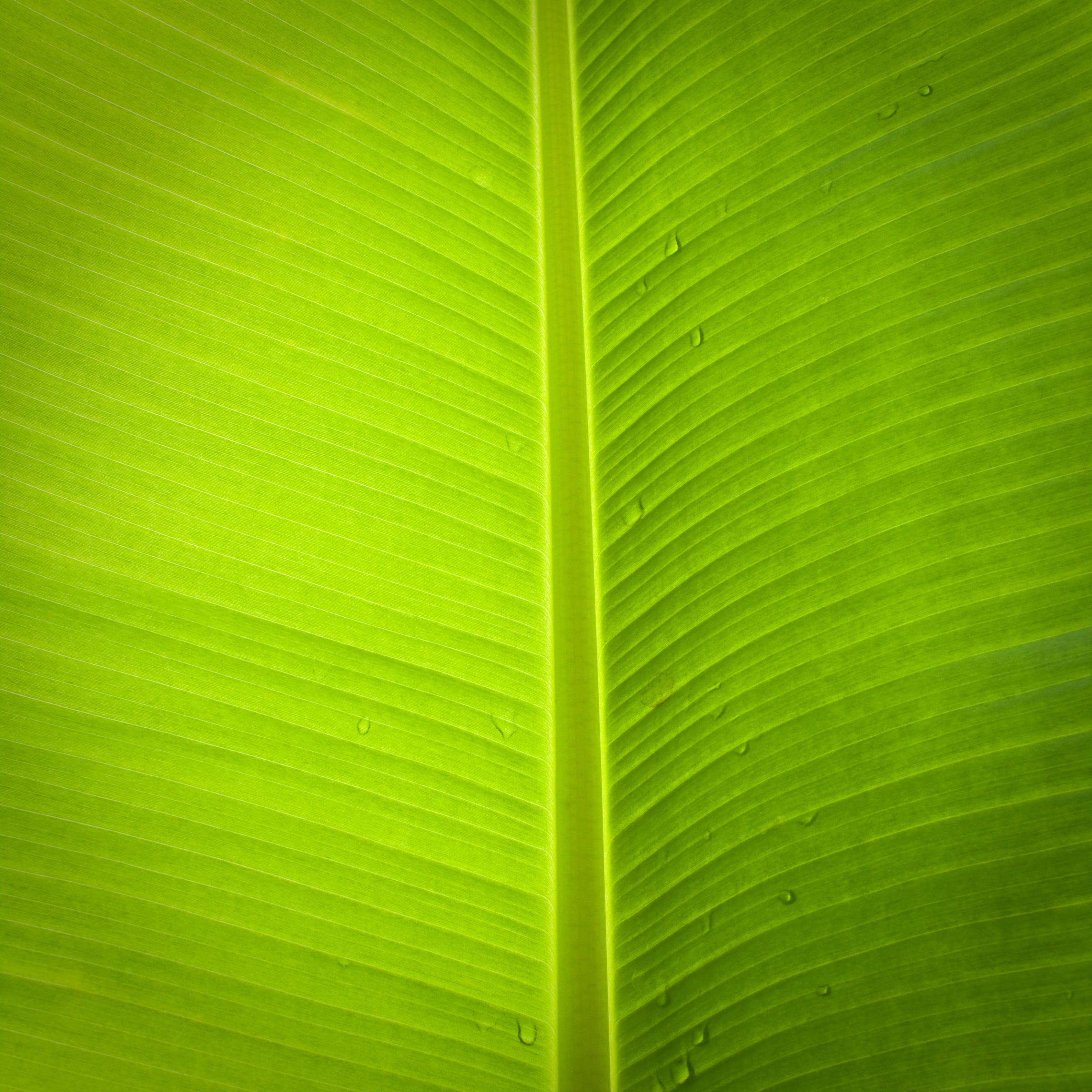 plant part, no people, 2K, abstract backgrounds, leaf, full frame, palm tree, palm leaf, green color, pattern, backgrounds, green, natural pattern, close-up, Phone HD Wallpaper