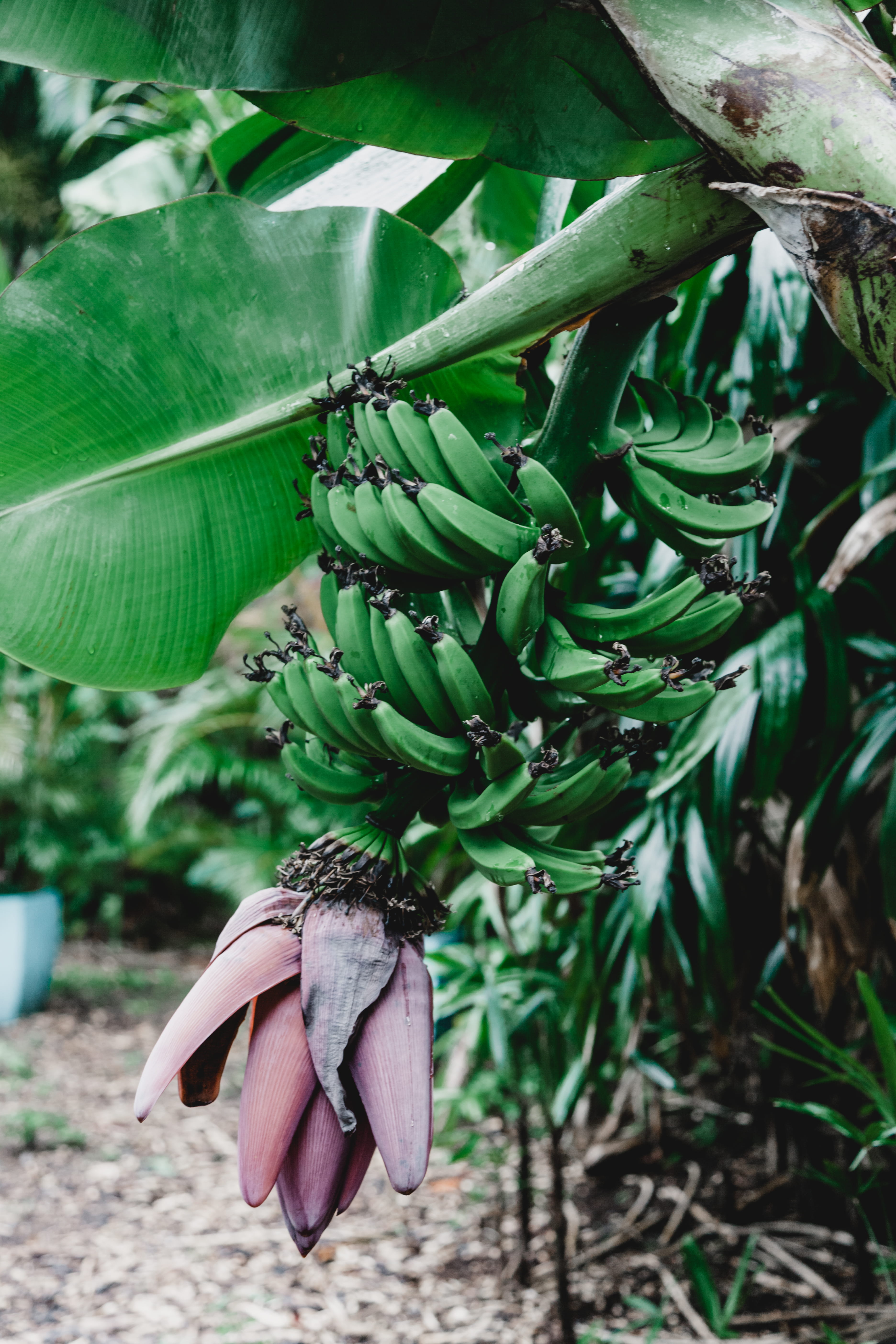 beauty in nature, banana, nature, plant part, wellbeing, green, freshness, close-up, 5K, healthy eating, leaf, focus on foreground, tree, fruit, no people, Phone HD Wallpaper