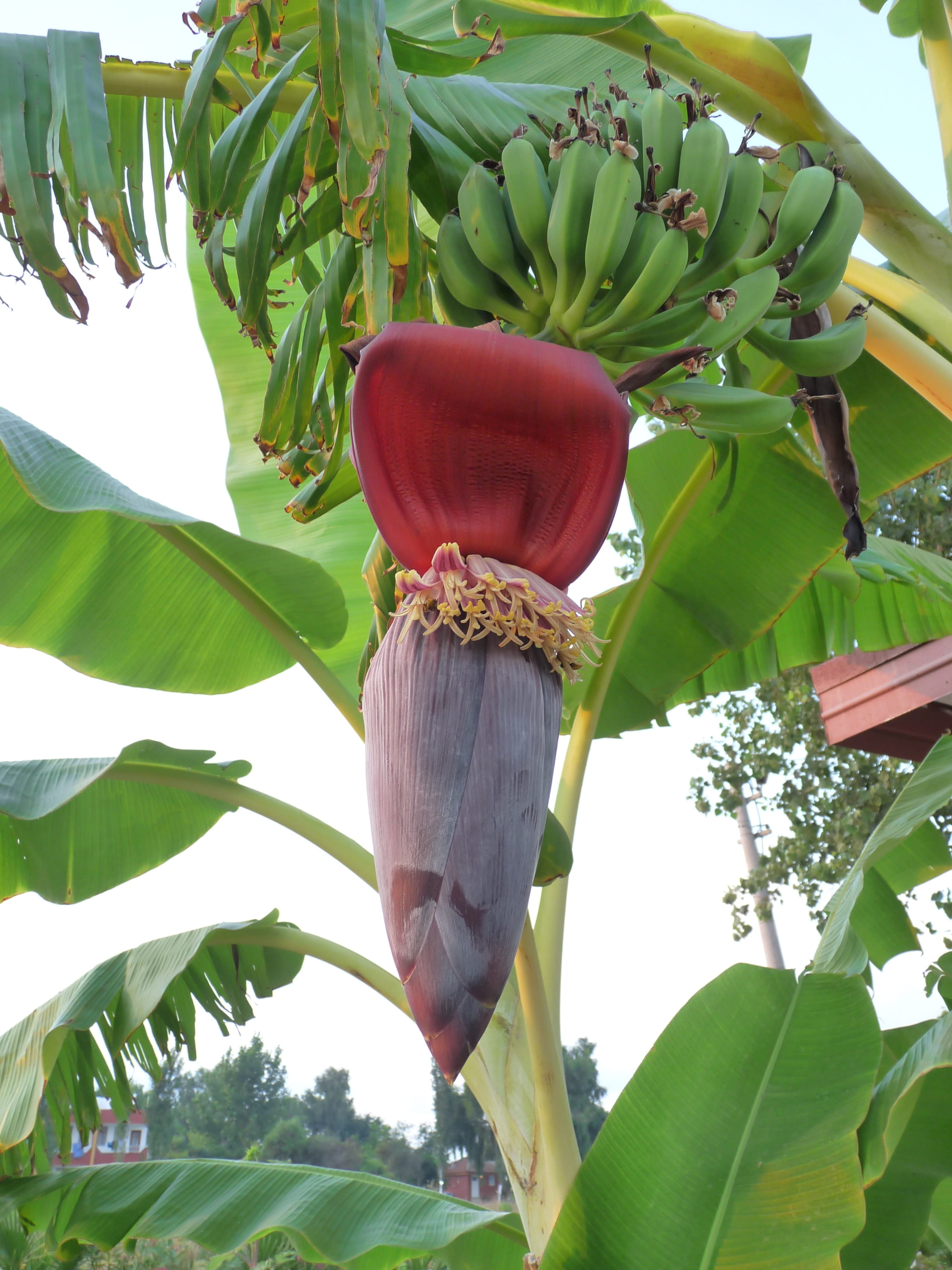 2K, leaves, healthy eating, day, shrub, food and drink, plant, growth, freshness, plant part, immature, banana tree, beauty in nature, tropical fruit, Phone HD Wallpaper