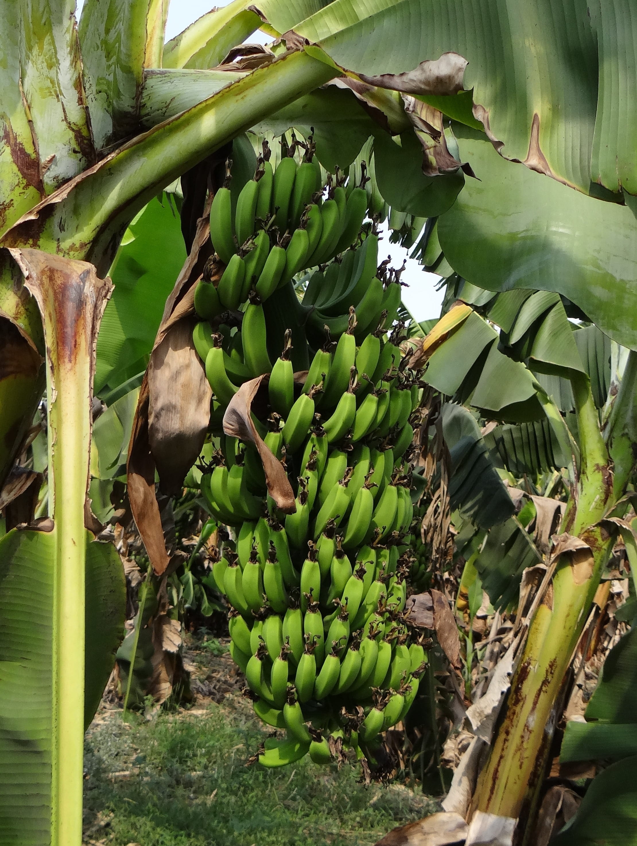 beauty in nature, Banana, food, tropical, green, leaf, healthy eating, plantation, field, food and drink, no people, freshness, india, luxuriant, wellbeing, Phone HD Wallpaper