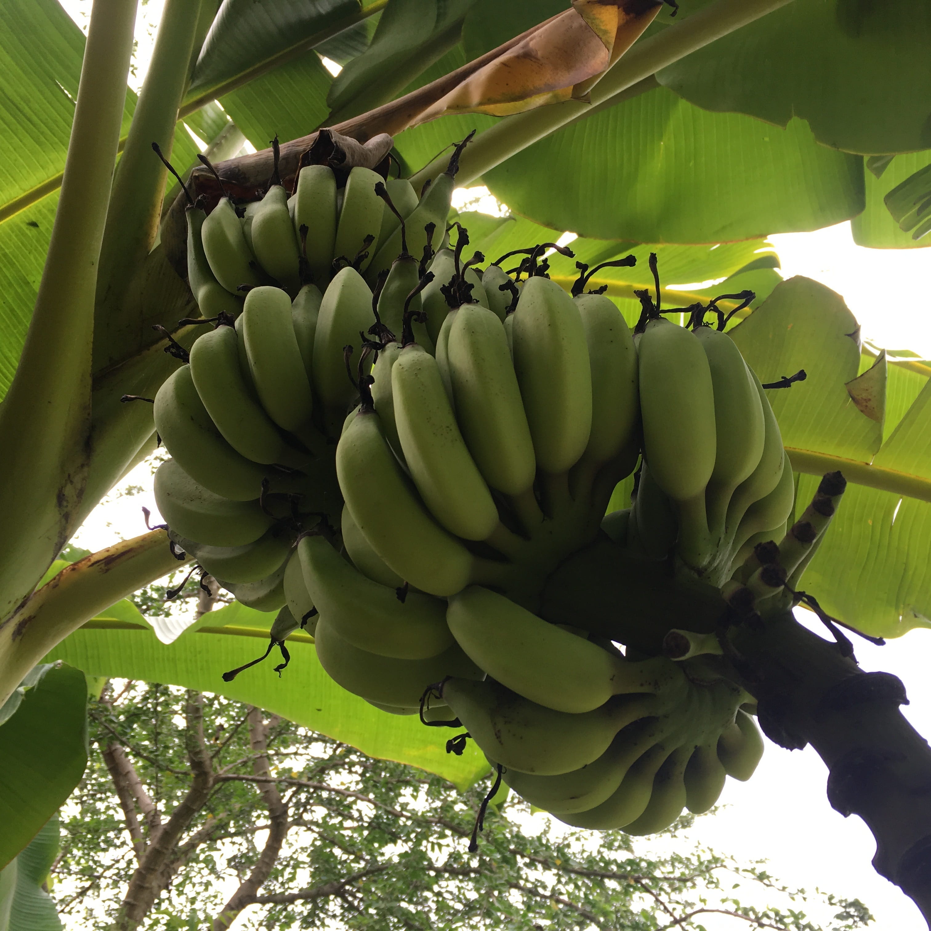 tropical, healthy, low angle view, tree, ripe, unripe, wellbeing, day, healthy eating, nature, outdoors, 2K, growth, plant, food, fruit, freshness, banana, Phone HD Wallpaper