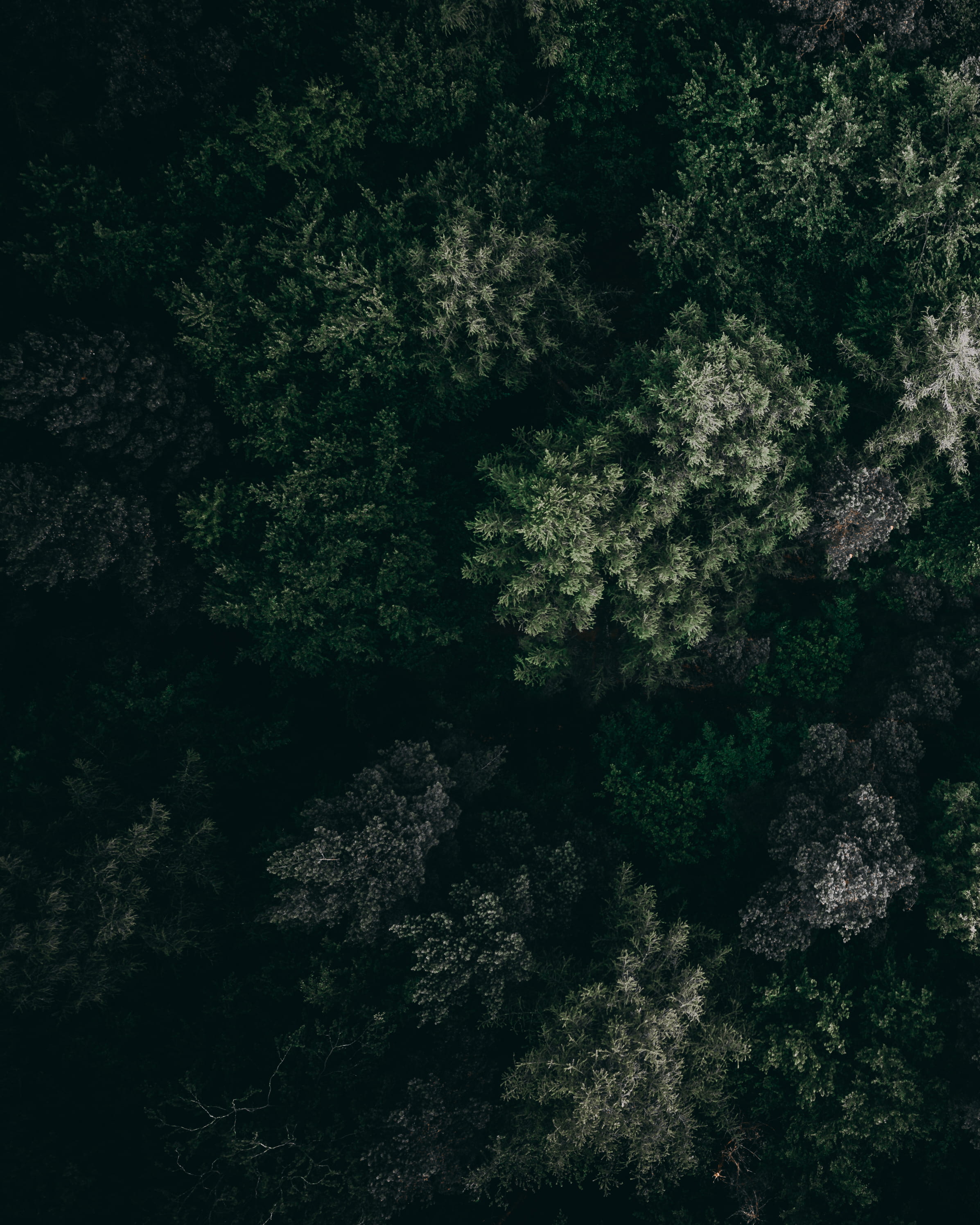 aerial, aerial view, no People, mavic pro, 2K, morning, woodland, scenics, camera, dji, summer, day, view, wanderlust, branch, dark, tree, light - Natural Phenomenon, Phone HD Wallpaper