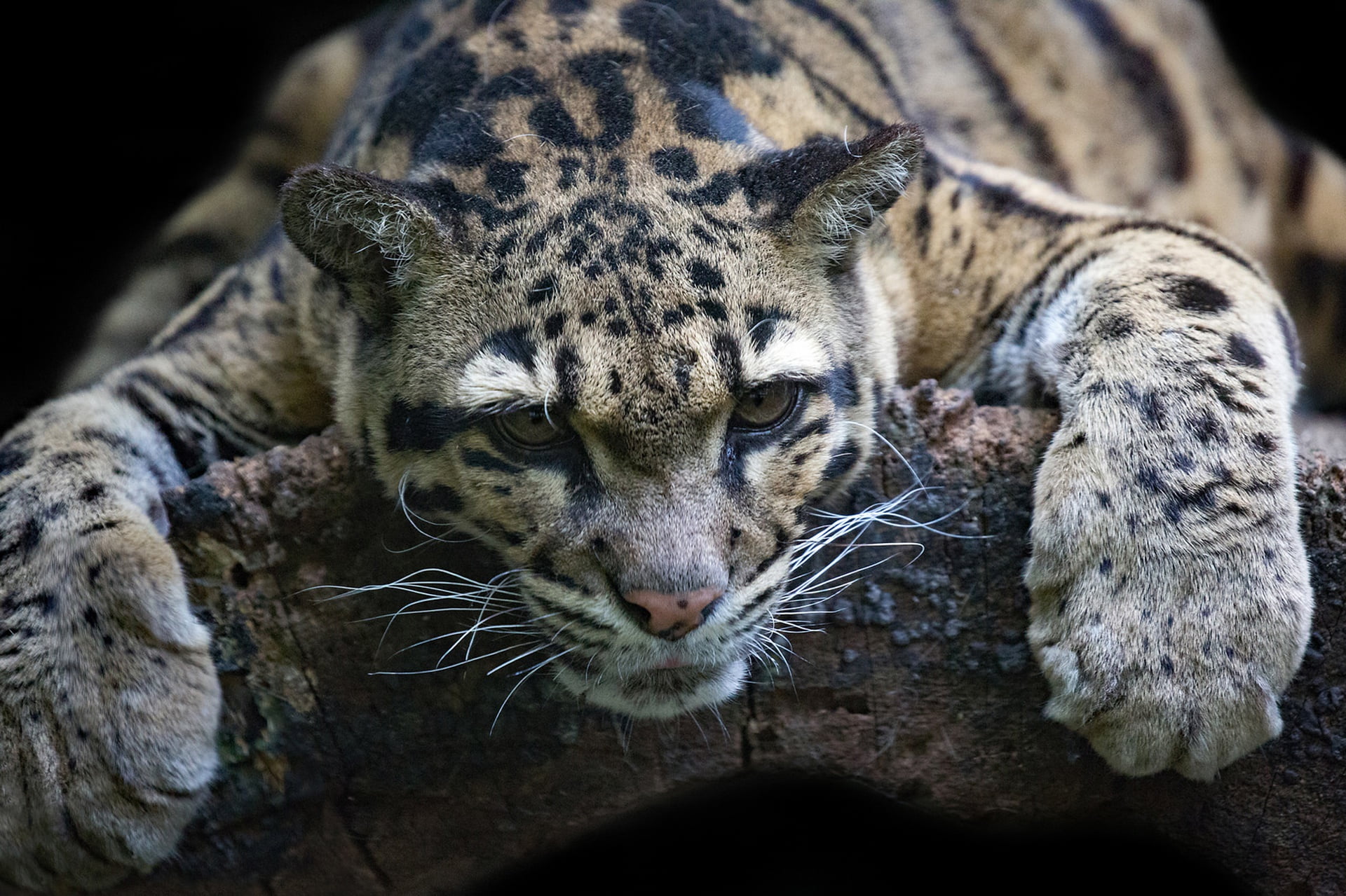 Clouded leopard, face, 1080P, stay, paws, wild cat, HD Wallpaper