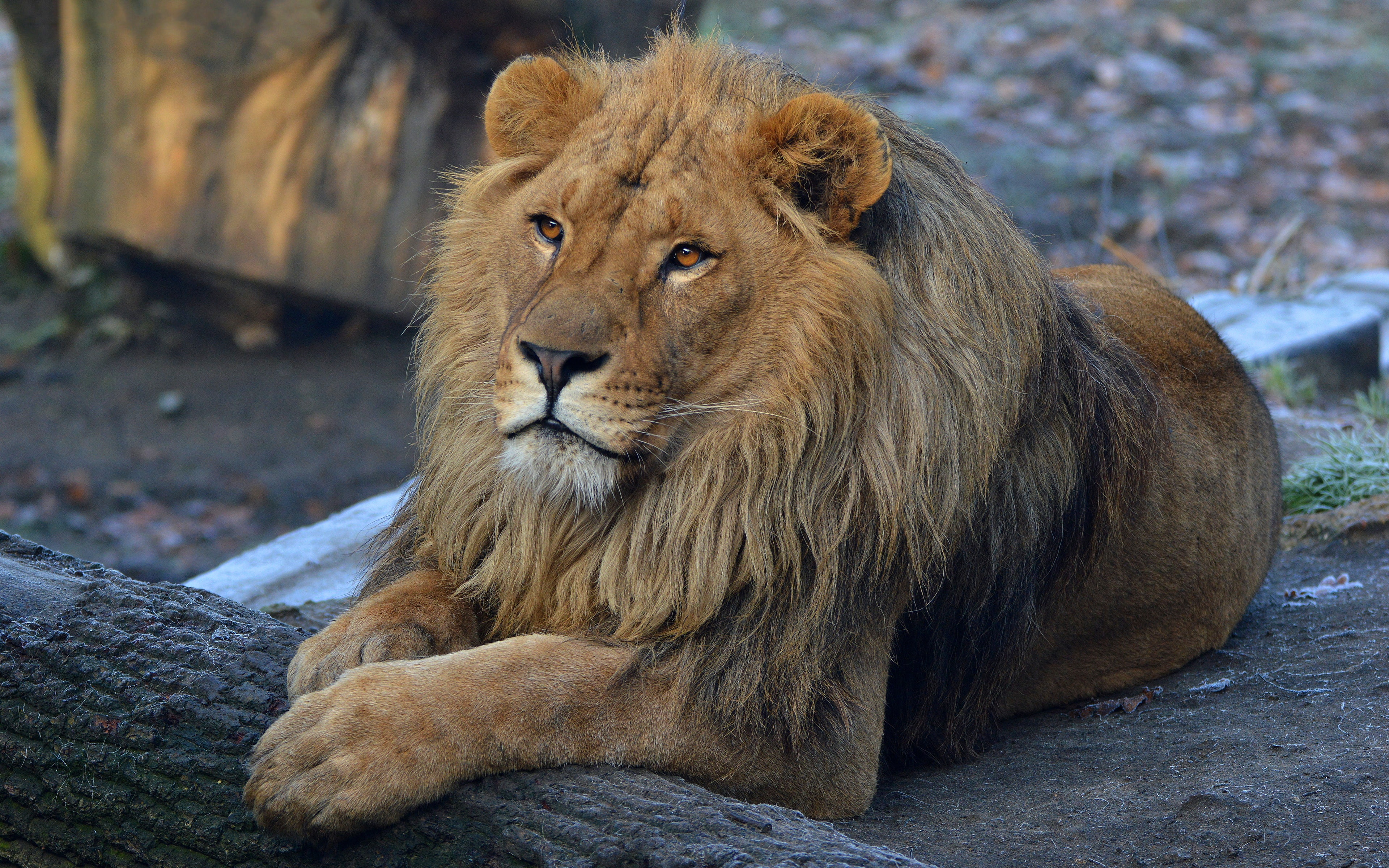 mane, stay, 4K, pose, Leo, nature, background, wild cats, big cats, cats, look, face, zoo, paws, lies, HD Wallpaper