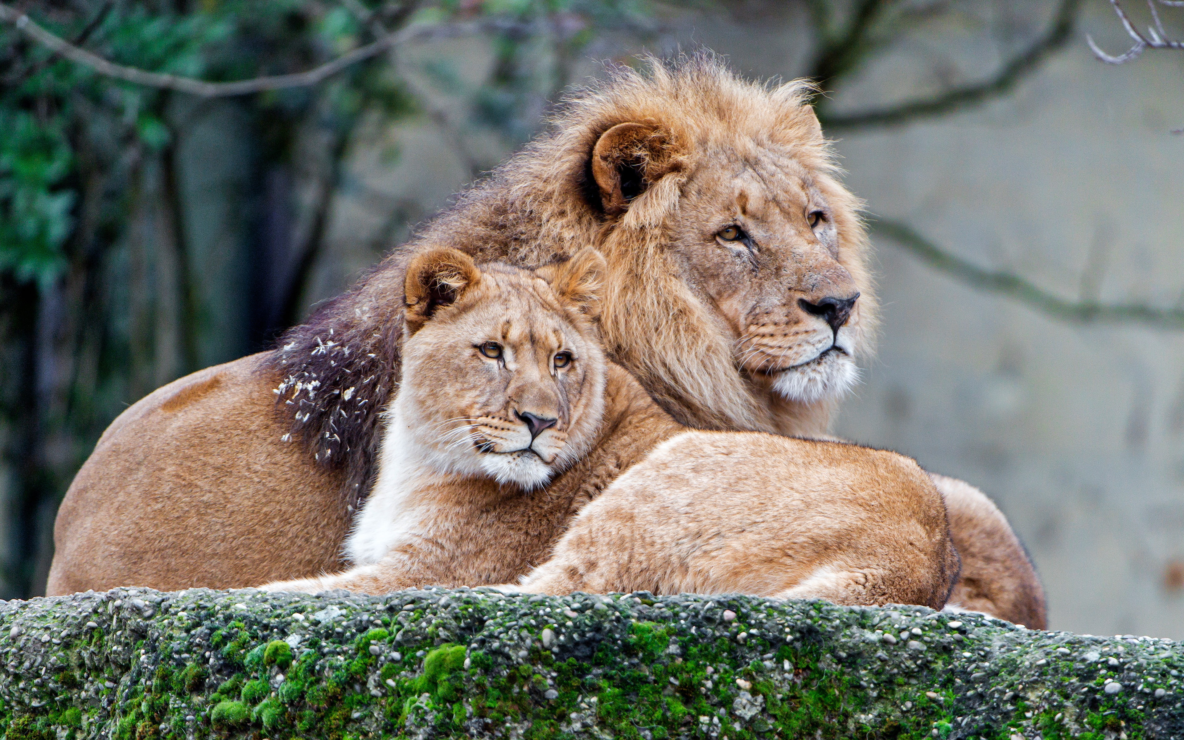 love, background, lioness, muzzle, wild cats, pair, lie, handsome, zoo, cats, nature, lions, stone, family, 4K, stay, Leo, moss, branches, HD Wallpaper