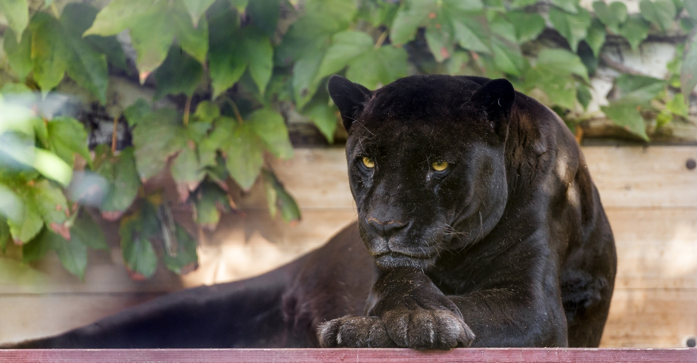 paws, 1080P, foliage, face, Panther, black Jaguar, stay, predator, wild cat, HD Wallpaper