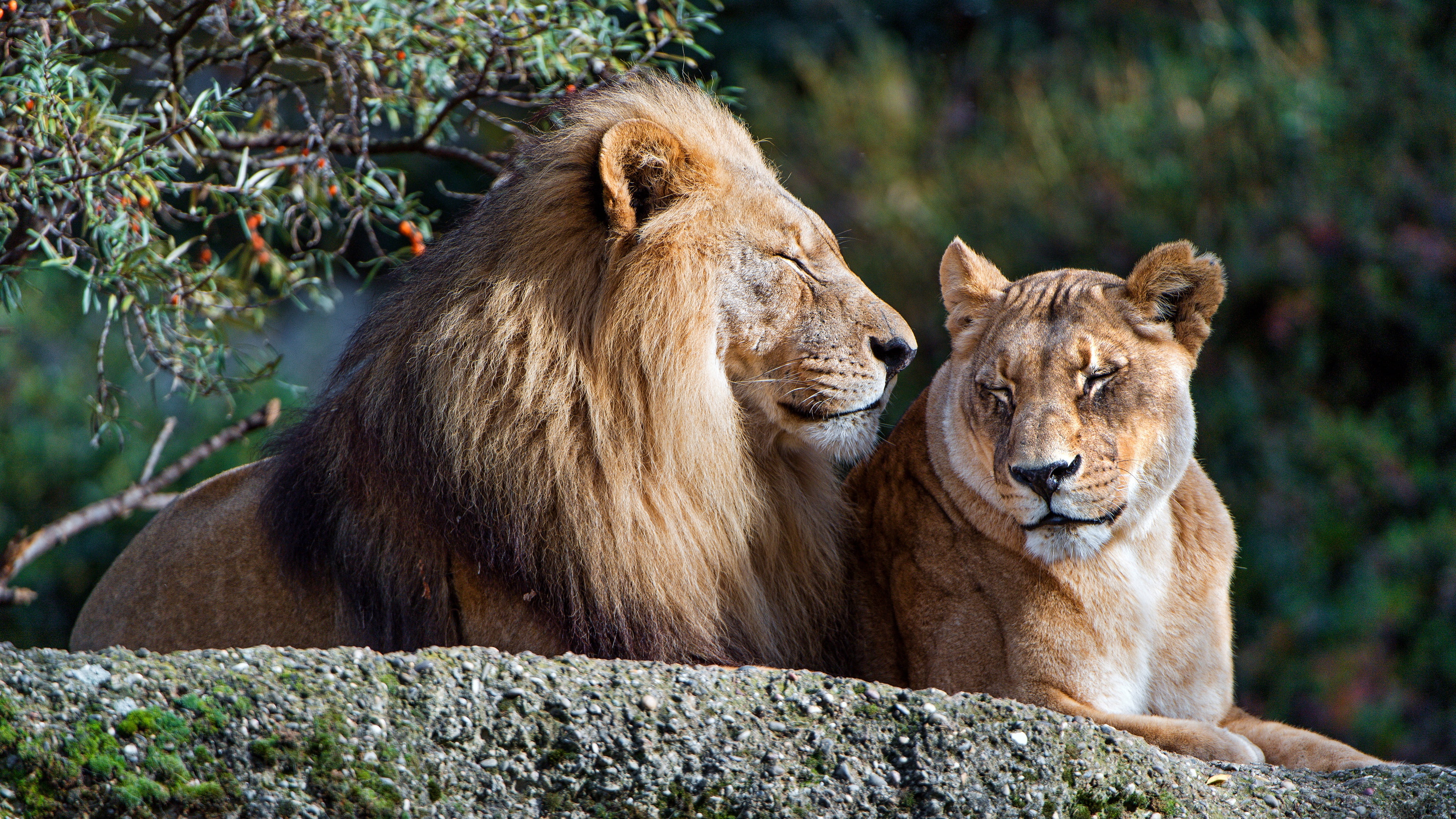 stay, nature, lions, cats, leaves, wild cats, stone, pair, muzzle, lioness, relationship, Leo, background, branches, 4K, lie, family, zoo, love, HD Wallpaper