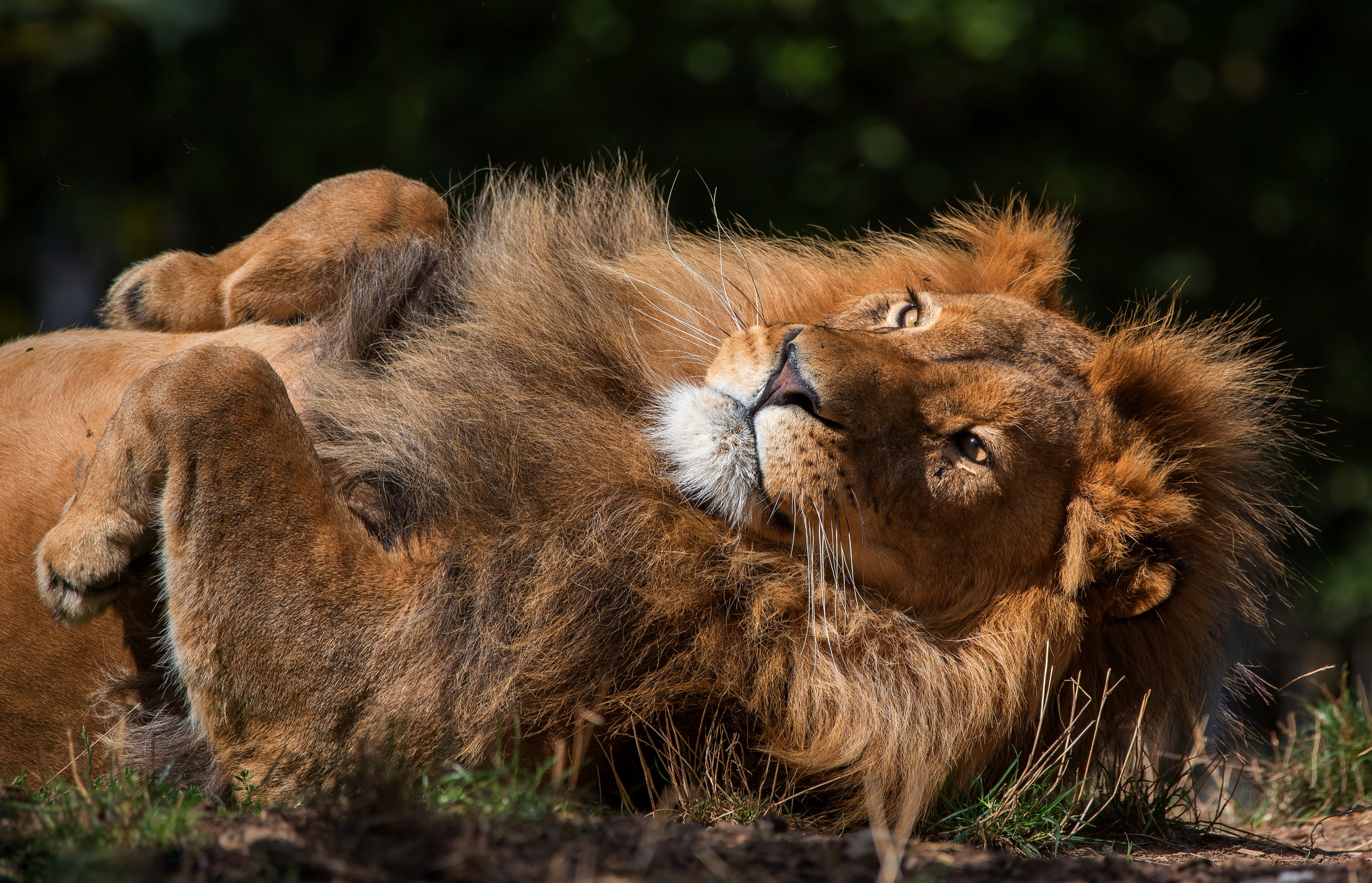 4K, relax, grass, face, summer, Leo, light, pose, paws, bokeh, nature, stay, leva, wild cat, look, lies, the dark background, mane, HD Wallpaper