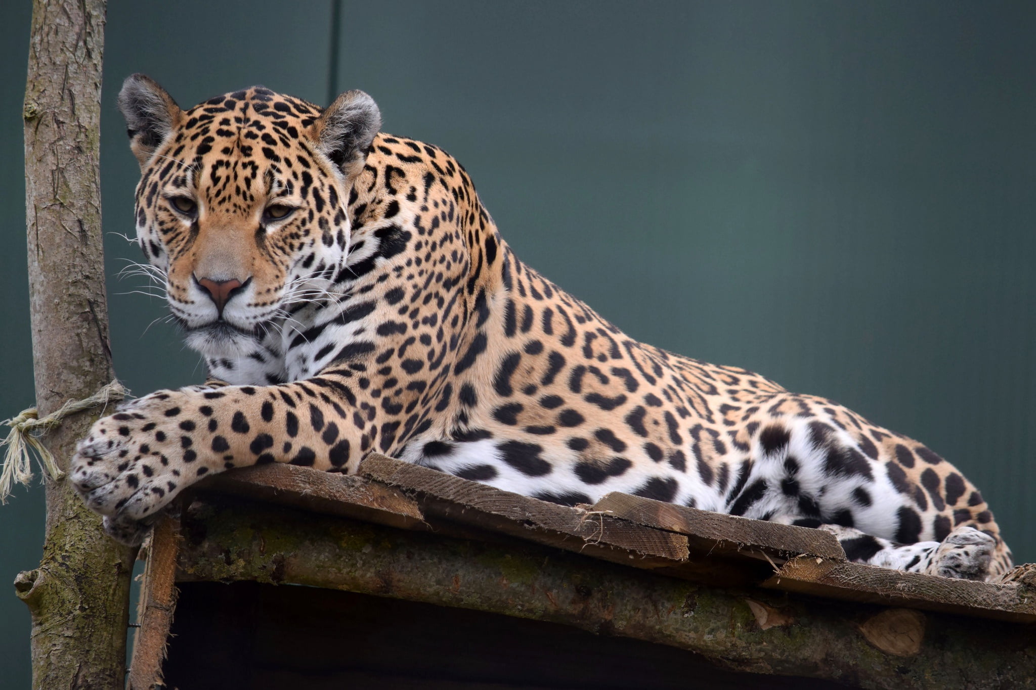Cat, Wild, 1080P, stay, Leopard, Beauty, HD Wallpaper