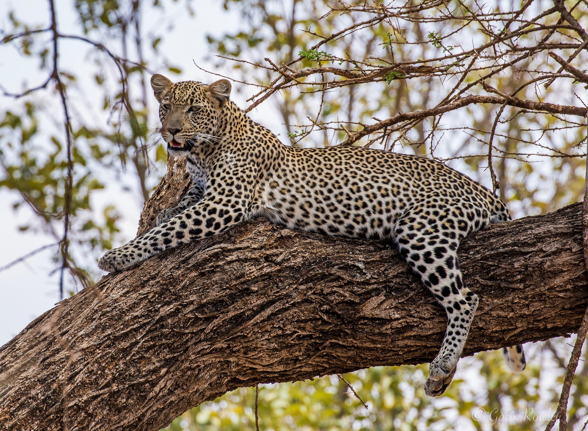 lies, on the tree, stay, predator, 1080P, leopard, wild cat, HD Wallpaper