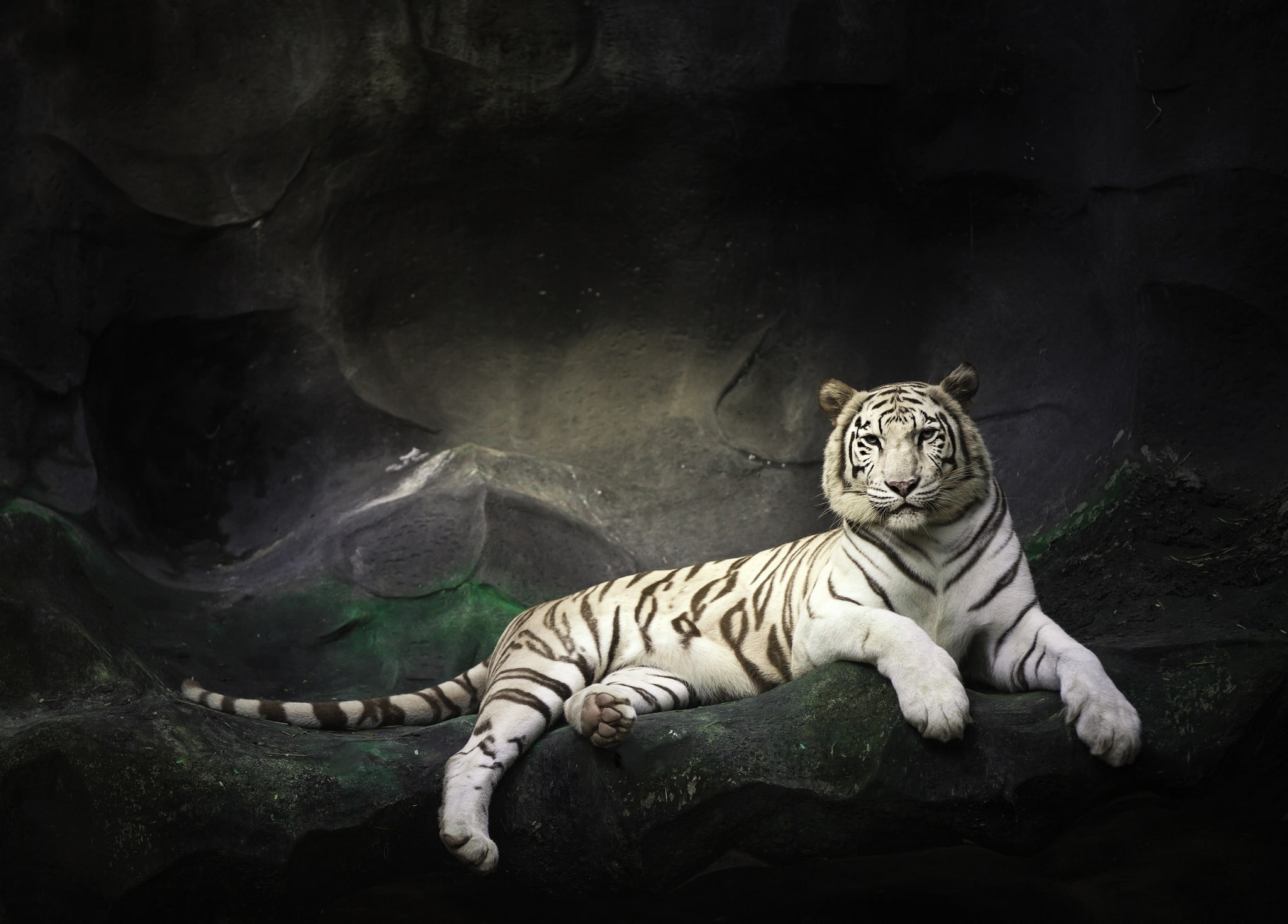 wild cat, rocks, white tiger, stay, 1080P, stones, HD Wallpaper