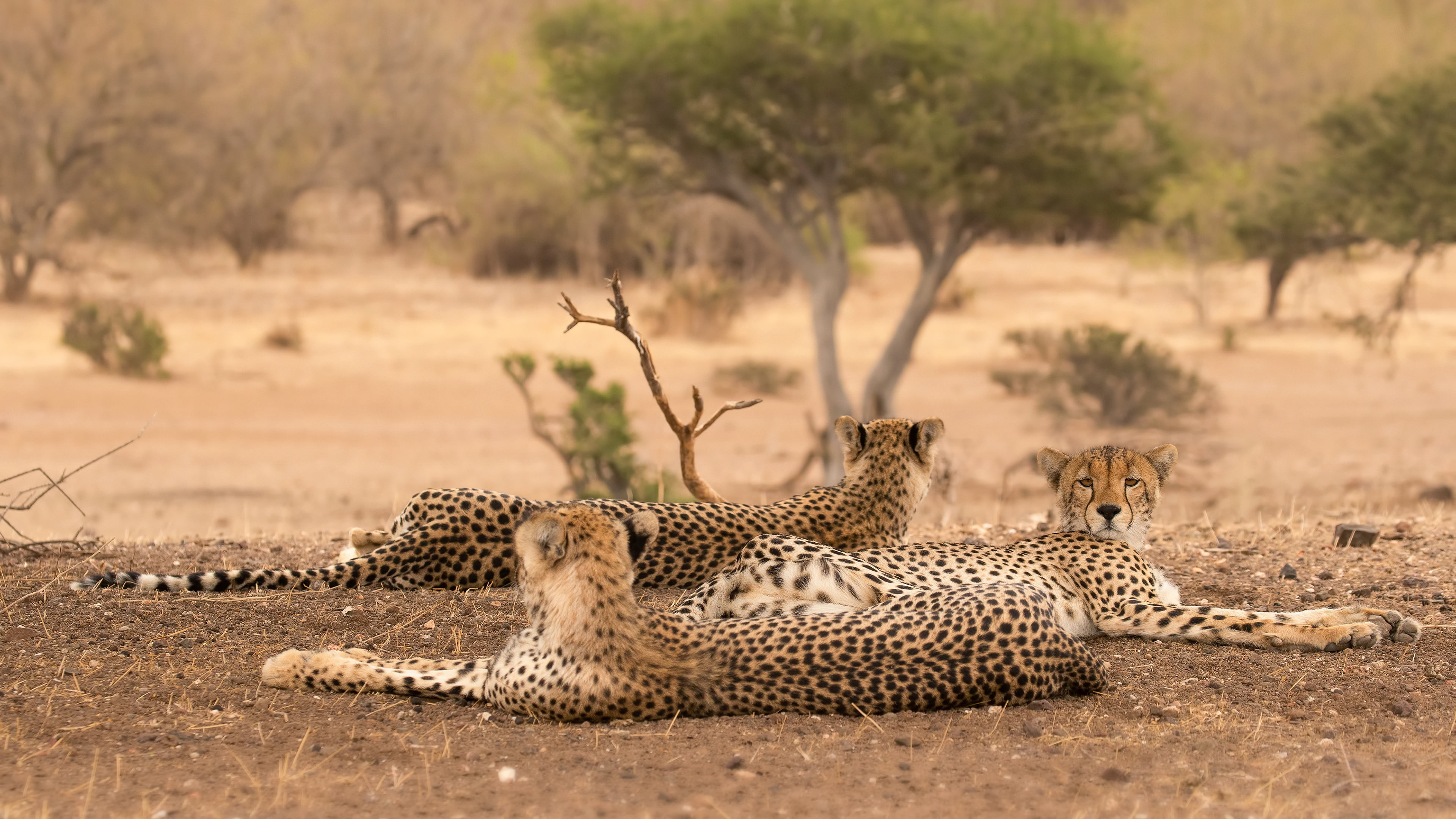 lie, nature, cheetahs, 4K, stay, pose, tree, trio, Cheetah, three, wild cats, HD Wallpaper