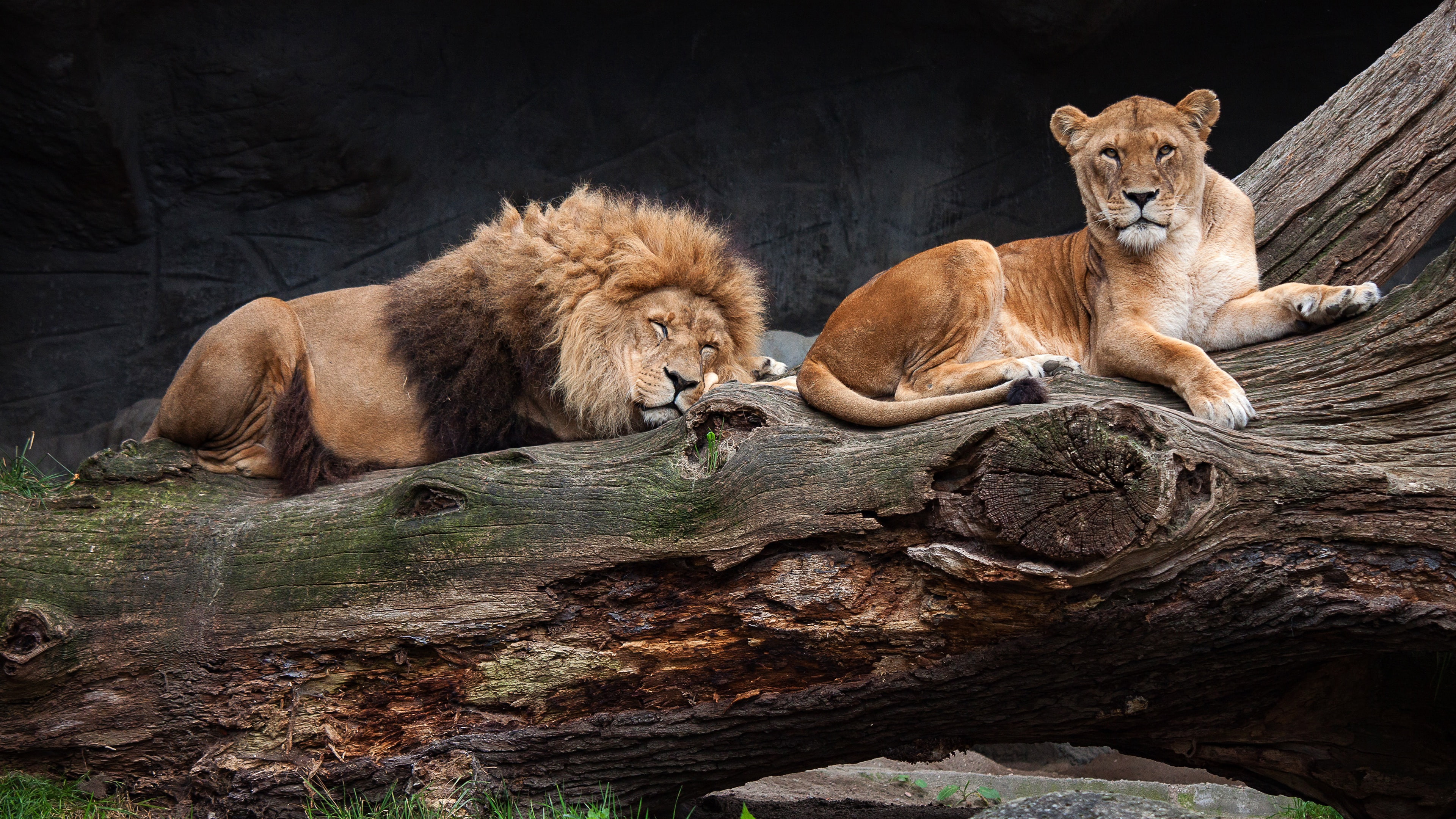 sleeping, Leo, stay, the dark background, sleep, lioness, zoo, tree, 4K, pose, laziness, lie, wild cats, HD Wallpaper