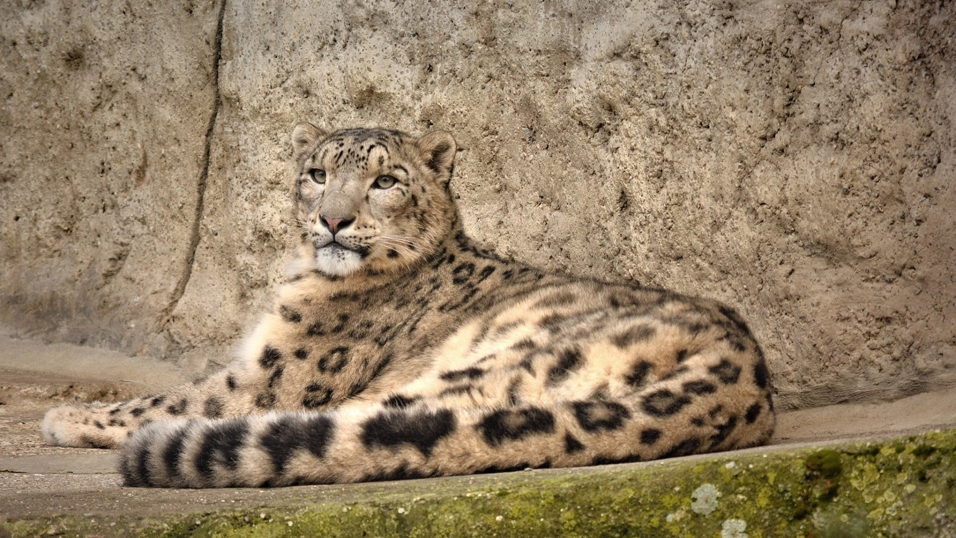 1080P, stay, rocks, wild cat, predator, IRBIS, snow leopard, HD Wallpaper