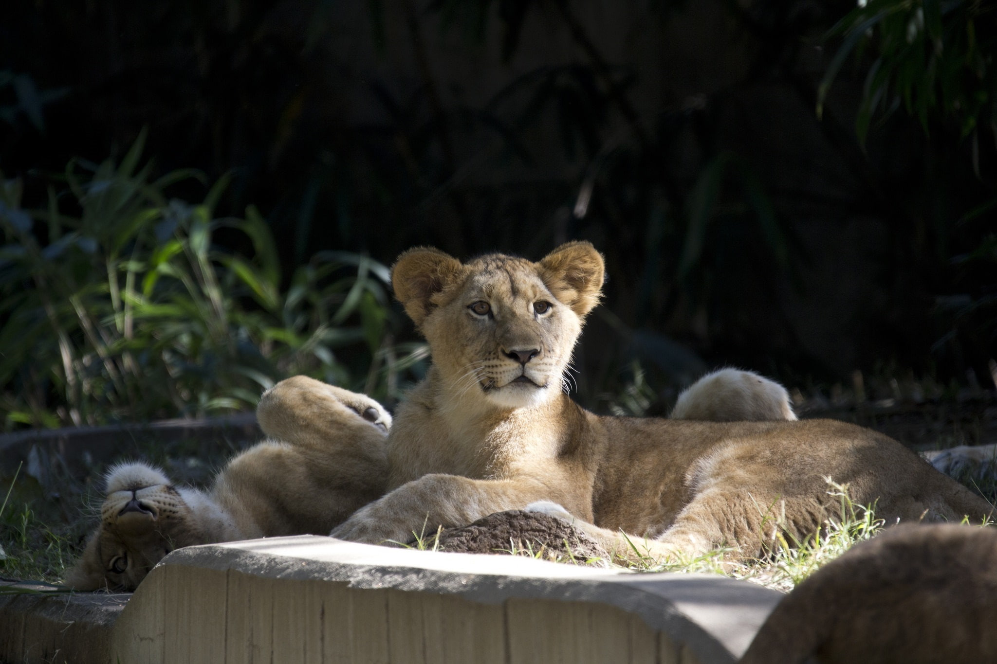 zoo, stay, cubs, pair, wild cats, the cubs, 1080P, family, HD Wallpaper