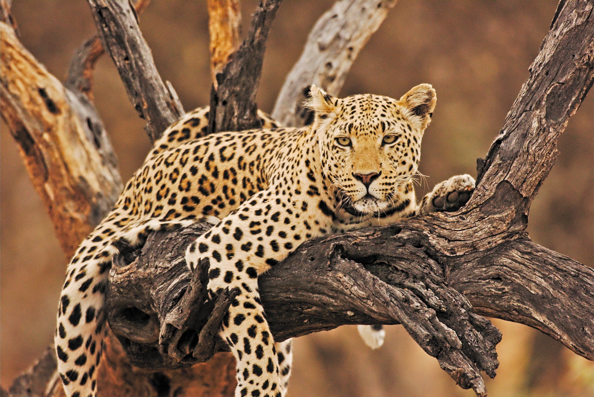wild cat, snag, stay, leopard, 1080P, look, relax, HD Wallpaper