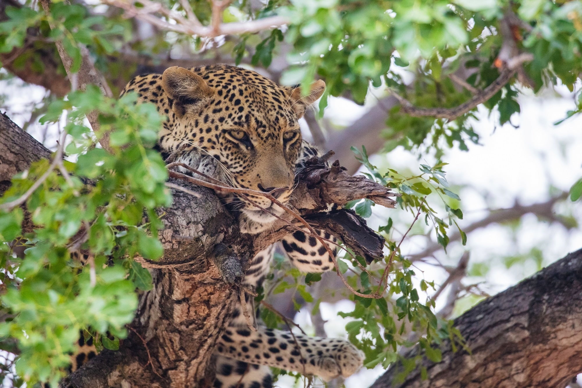 stay, face, 1080P, leopard, on the tree, predator, wild cat, HD Wallpaper