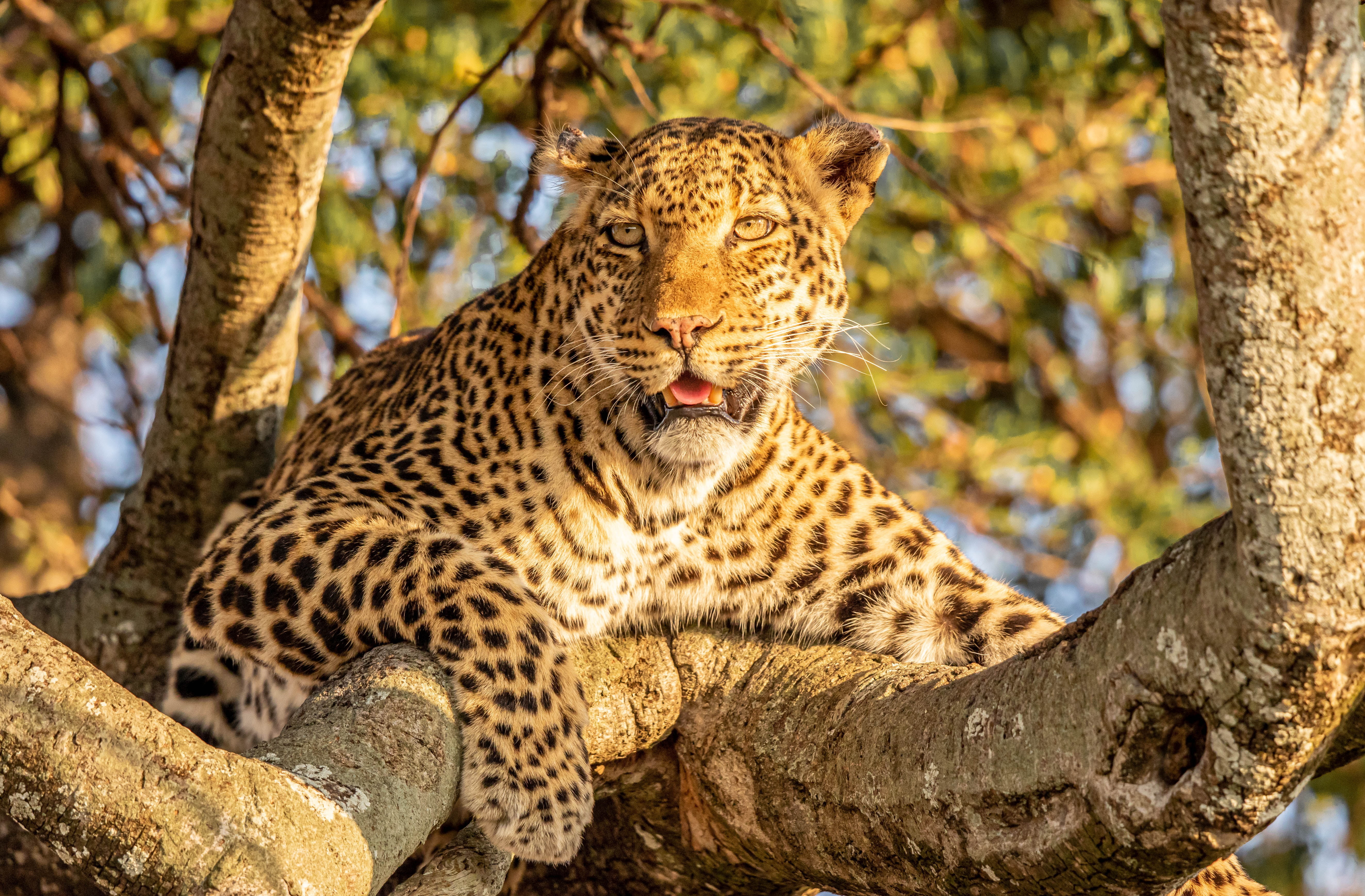 on the tree, 5K, leopard, wild cat, tree, stay, HD Wallpaper