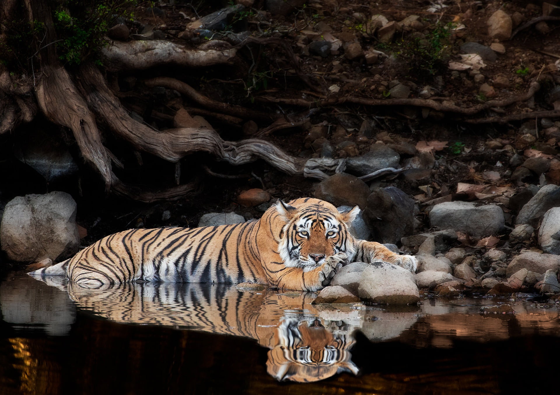 tiger, stones, stay, reflection, water, wild cat, look, 1080P, roots, HD Wallpaper