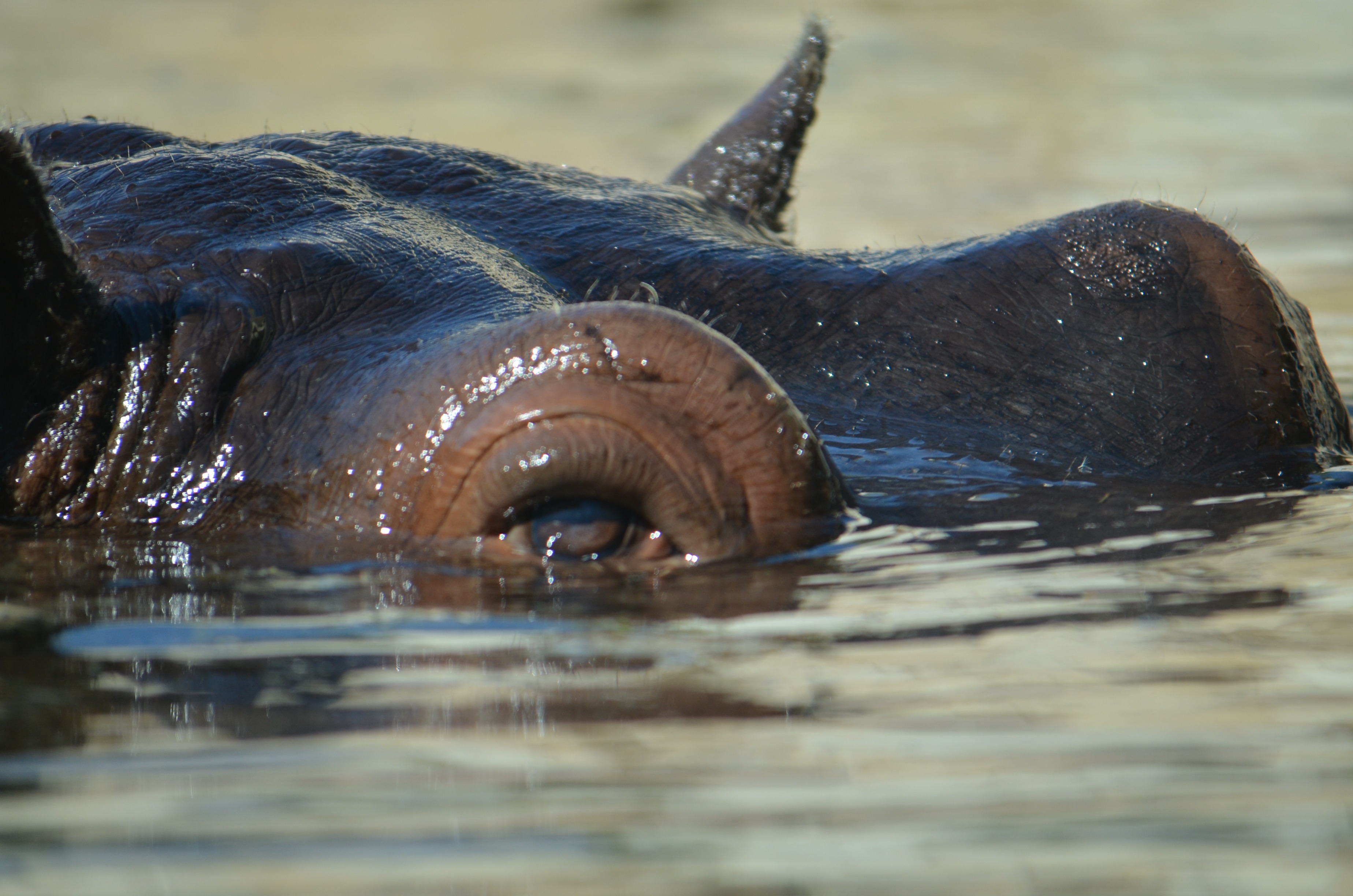 no people, nature, zoo, marine, submerged large display, underwater, hippo, close-up, safari Animals, large, mouth open, animal themes, animal body part, HD Wallpaper
