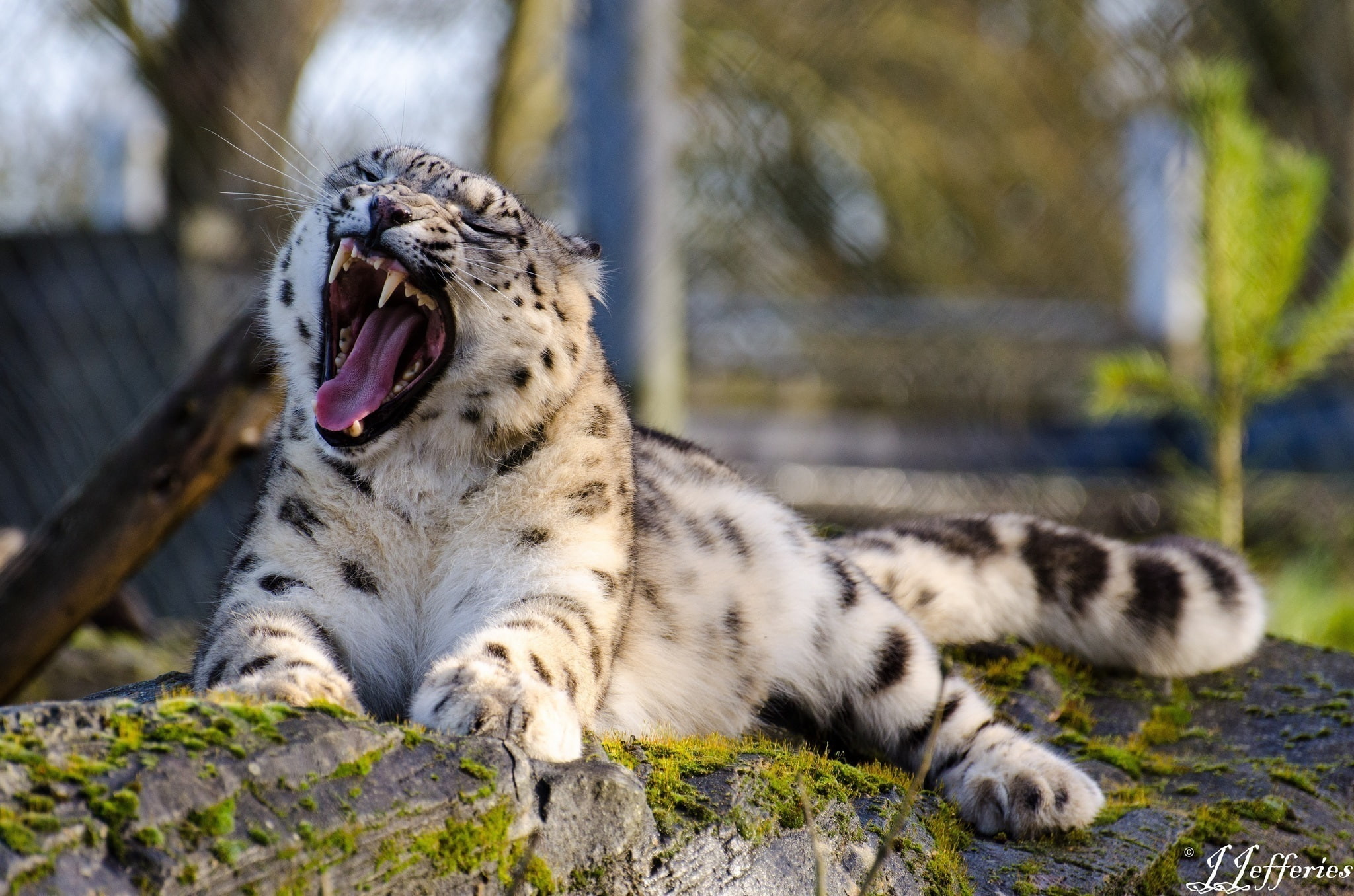 cat, relaxation, zoo, black, mammal, big cat, stay, animals in captivity, animal themes, animal, no people, mouth open, yawning, IRBIS, animal wildlife, HD Wallpaper