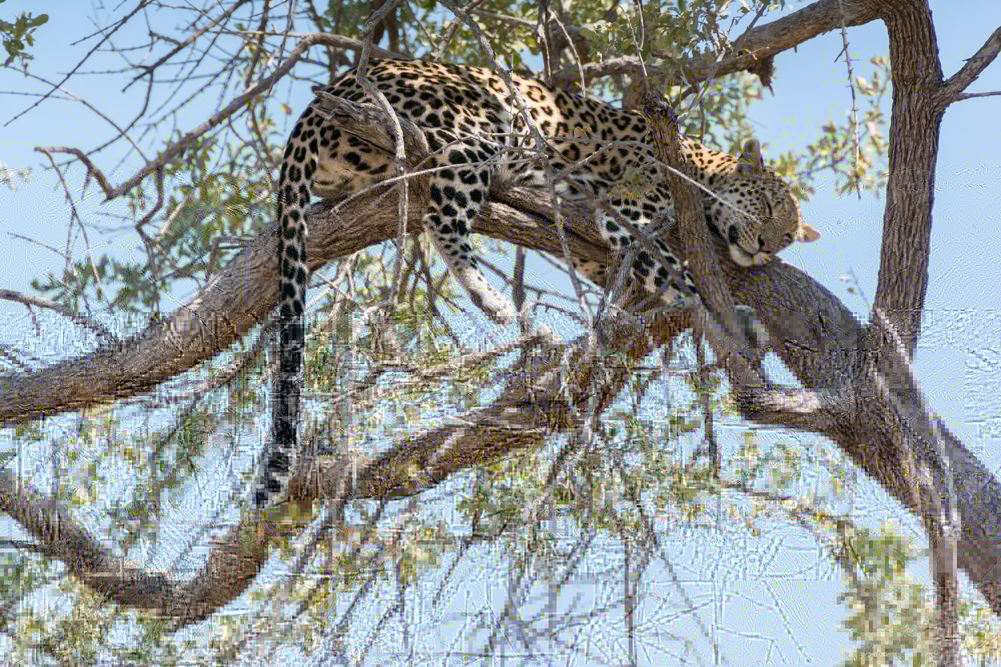 sleep, stay, tail, tree, 1080P, predator, wild cat, Africa, branches, leopard, HD Wallpaper