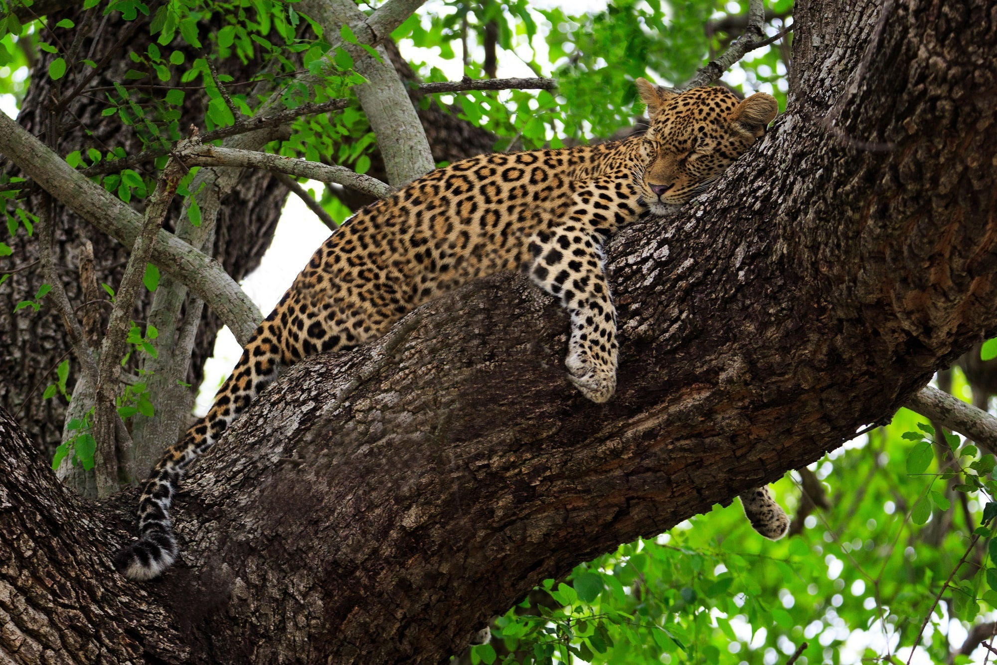 stay, wild cat, lies, predator, on the tree, Africa, 1080P, sleep, leopard, HD Wallpaper