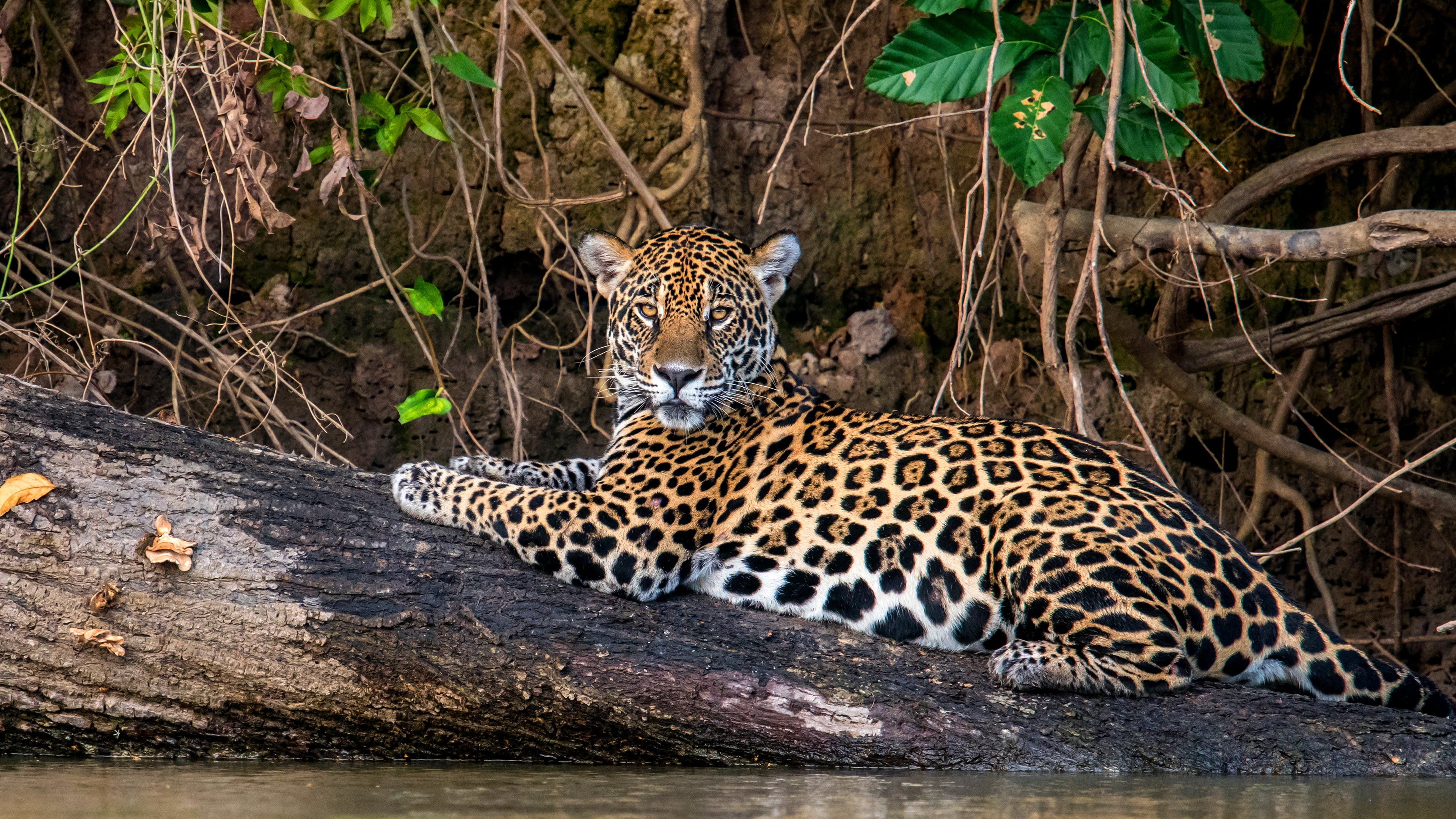 stay, 4K, wild, look, log, branches, nature, cat, pond, lies, JAGUAR, HD Wallpaper