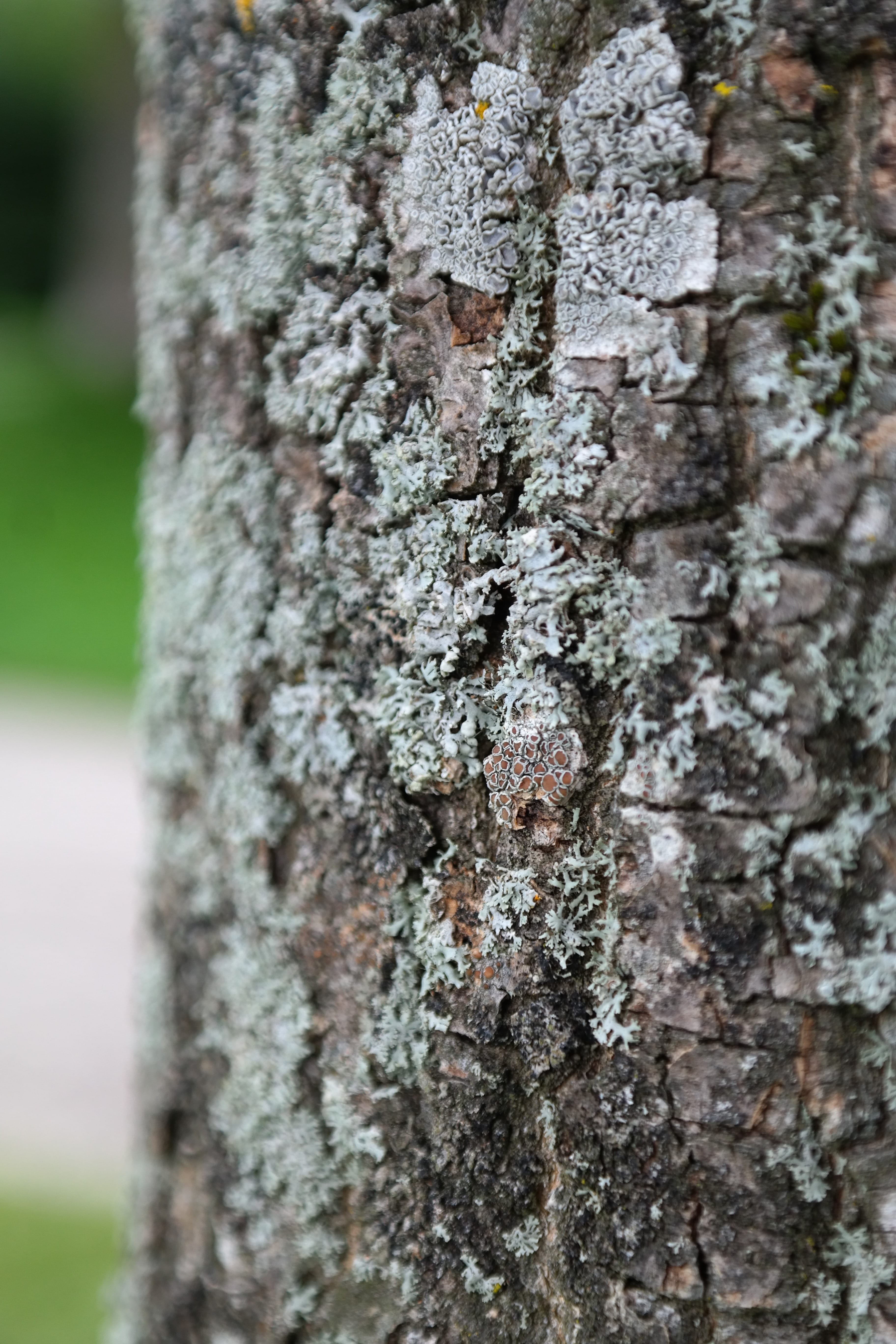 weave, tree bark, rough, 5K, backgrounds, growth, log, day, white grey, textured effect, plant, outdoors, close-up, physcia aipolia, textured, parmelia tiliacea, Phone HD Wallpaper
