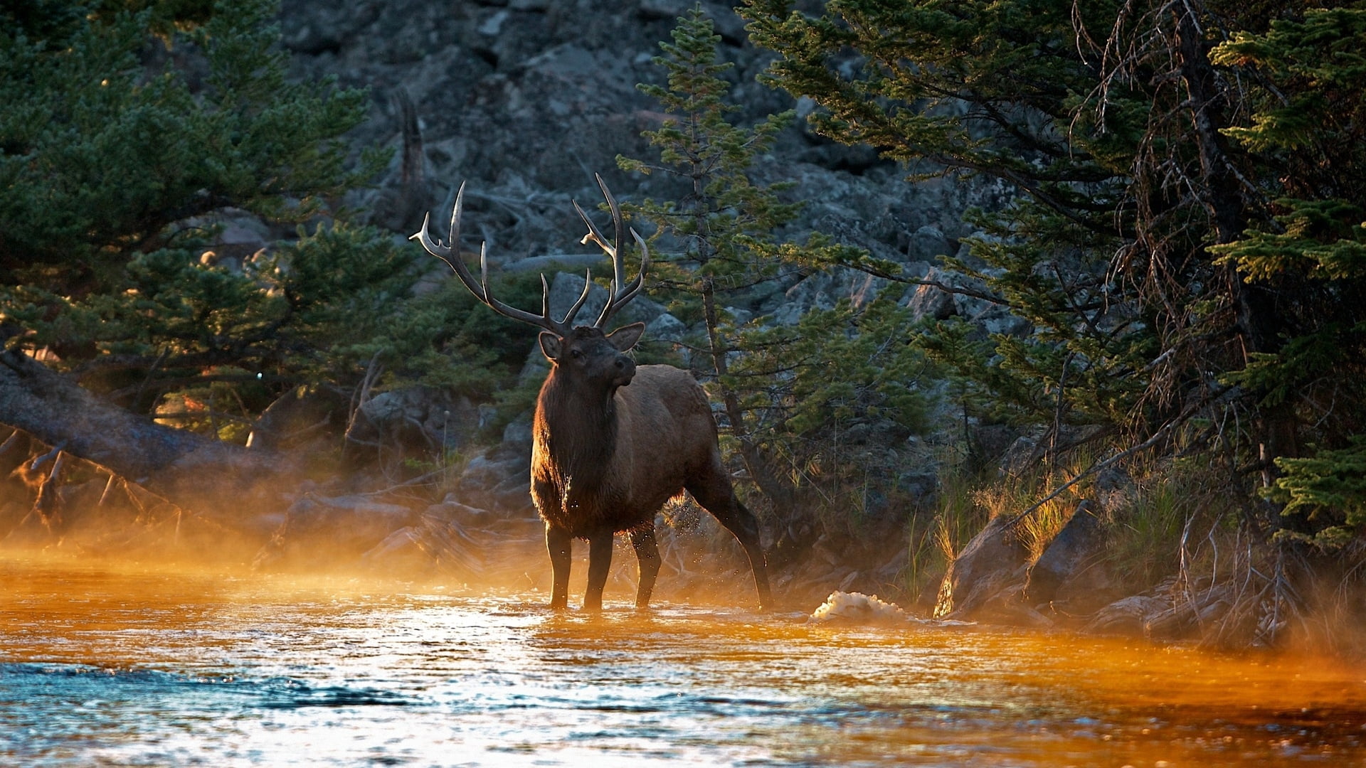 1080P, antelope, mara River, forest, animal, animal themes, animal wildlife, large, summer, no people, travel, animals In The Wild, buck, tree, elephant, HD Wallpaper