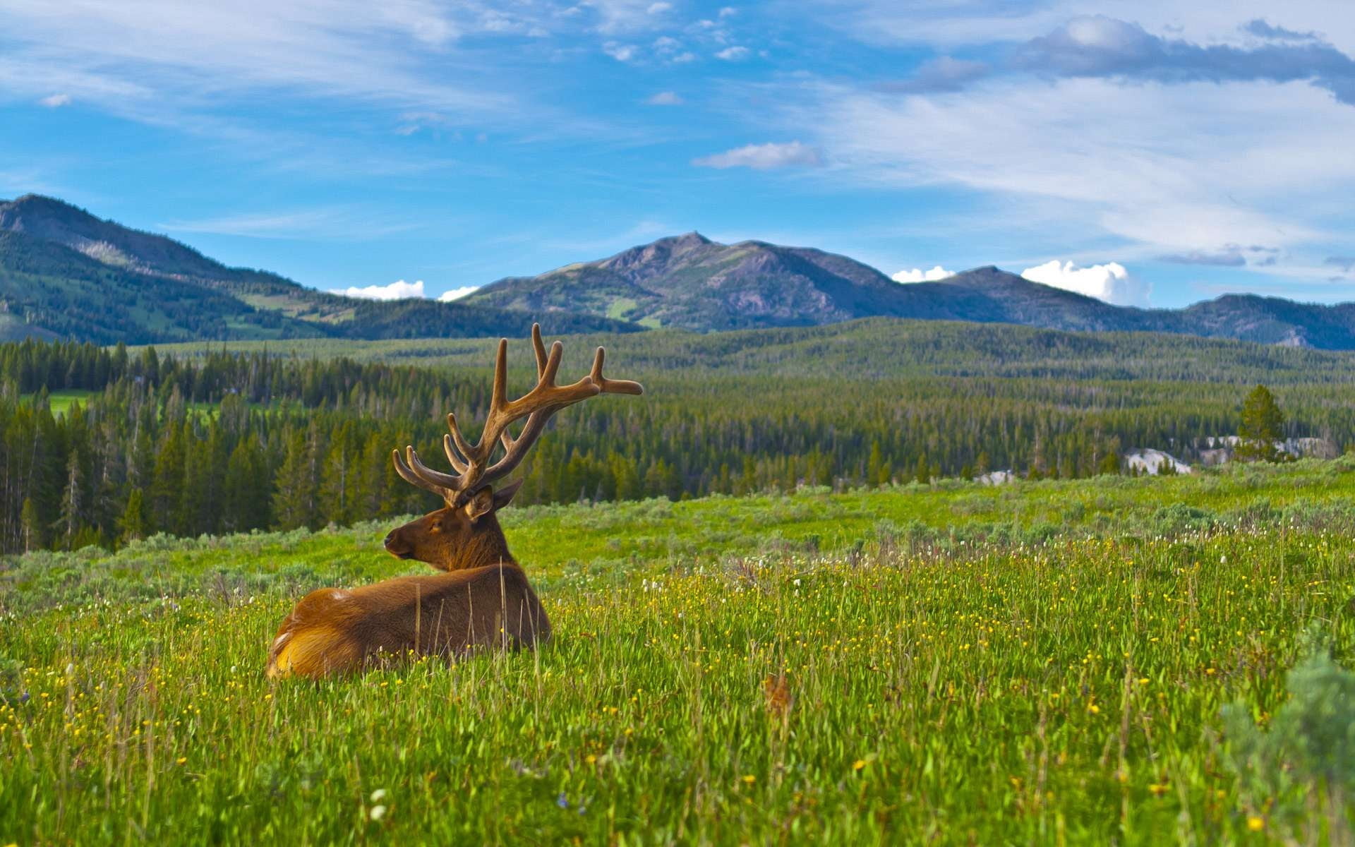 1080P, scenics - nature, mountain Range, forest, rural Scene, one animal, antler, meadow, beauty In Nature, antlers, brown, outdoors, land, cloud - Sky, HD Wallpaper