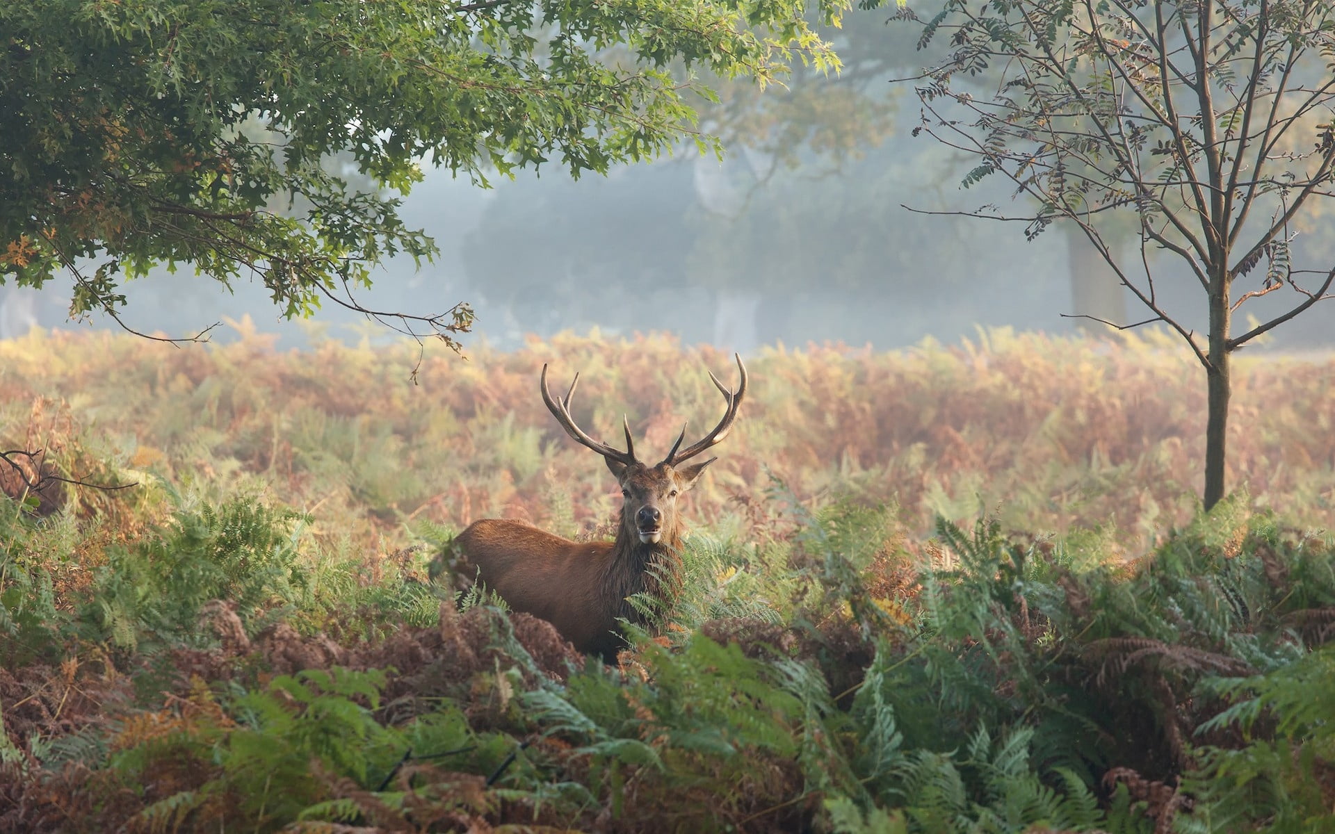 day, animal wildlife, deer, antler, beauty In Nature, animal themes, no people, savannah, safari Animals, grass, brown, forest, autumn, trees, safari, wildlife Reserve, HD Wallpaper