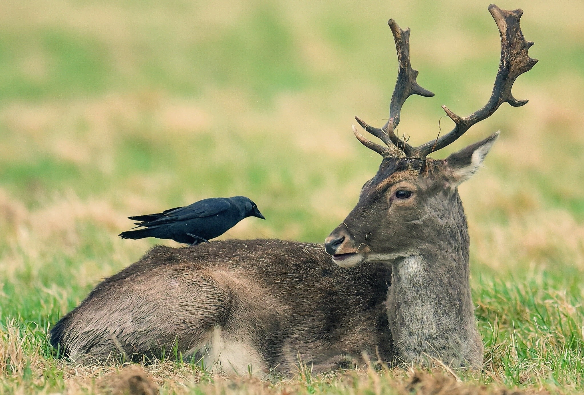 deer, nature, 1080P, birds, animals, HD Wallpaper